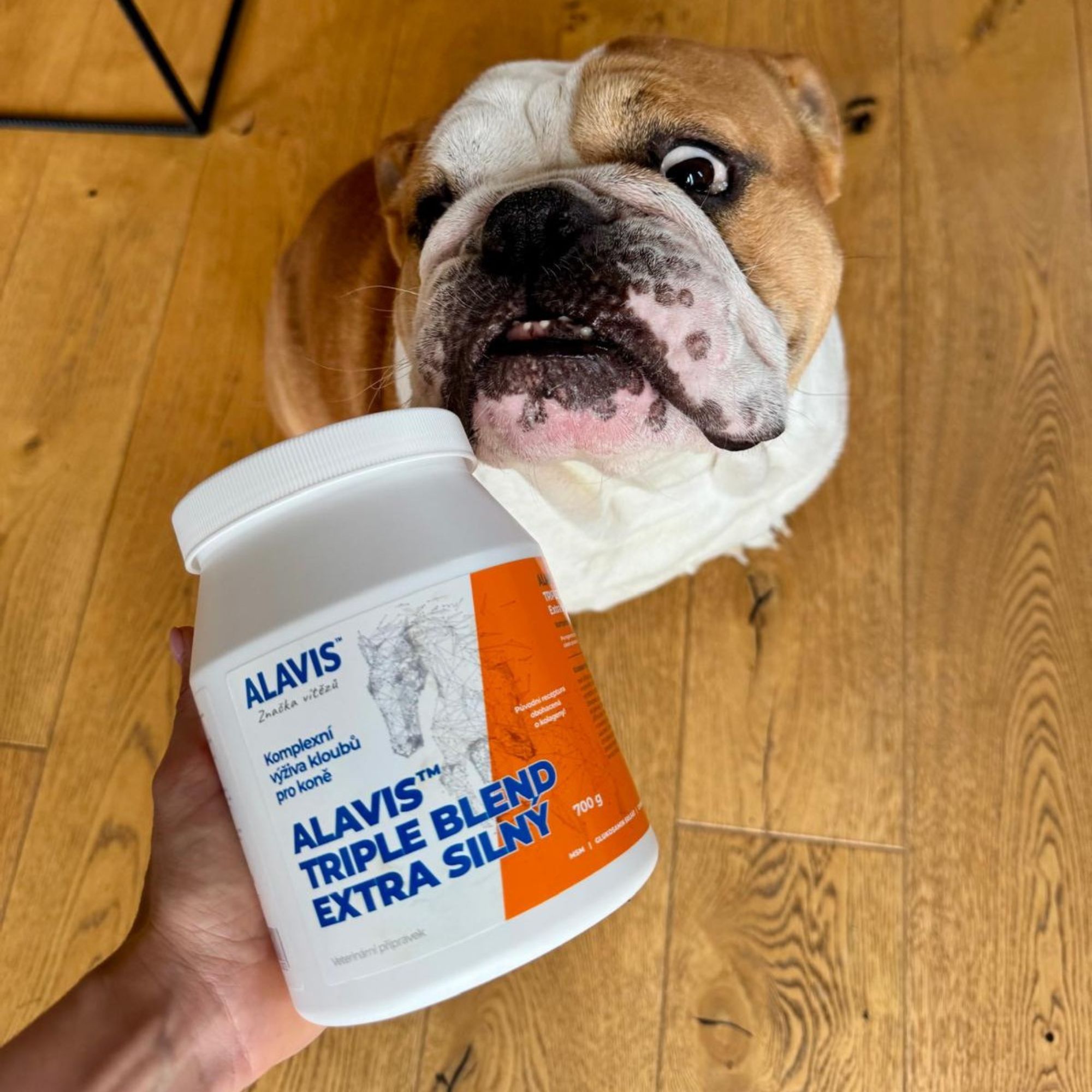 ALAVIS Triple Blend – Moja skúsenosť s kĺbovou výživou pre anglického buldoga