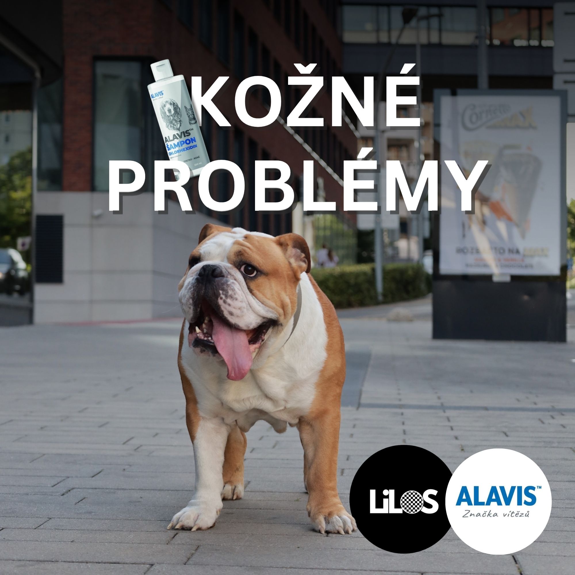 Ako nám ALAVIS šampón s chlorhexidínom zachránil kožu nášho anglického buldoga Lila