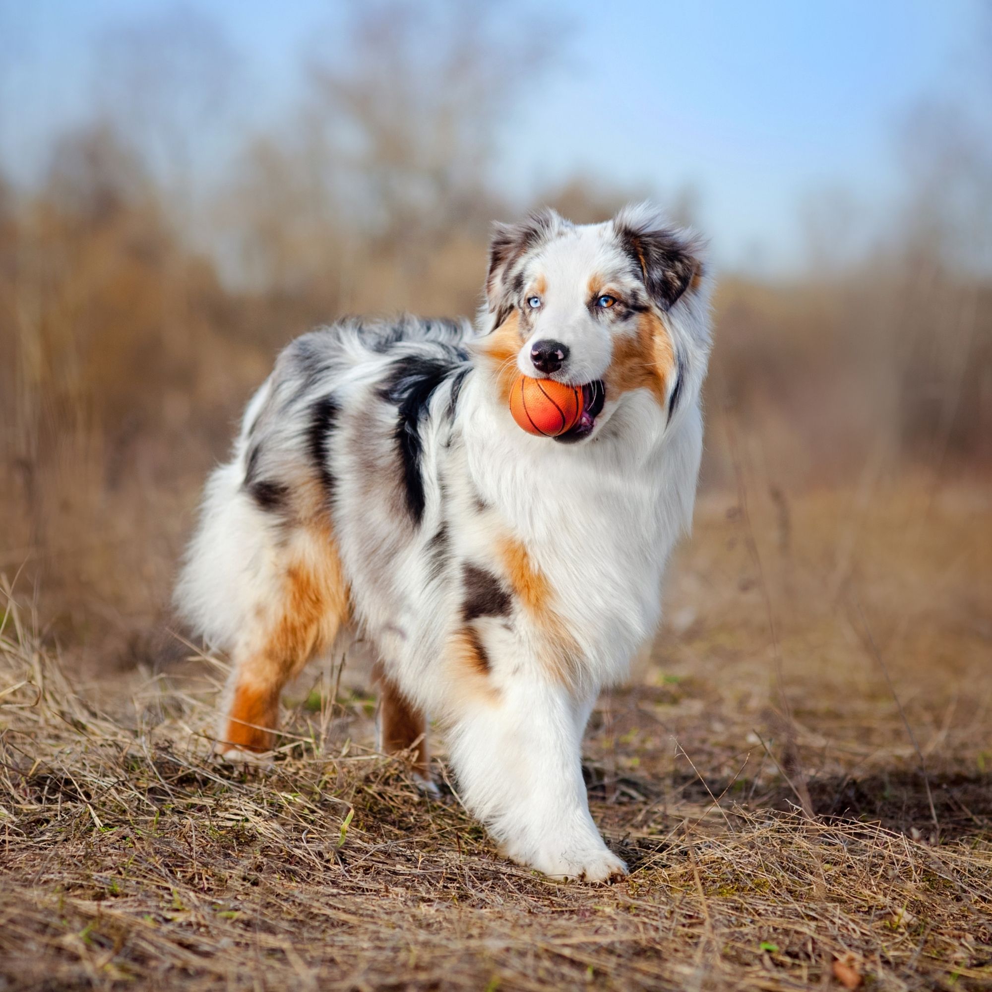 Austrálsky ovčiak: Kompletný sprievodca plemenom, povahou a starostlivosťou