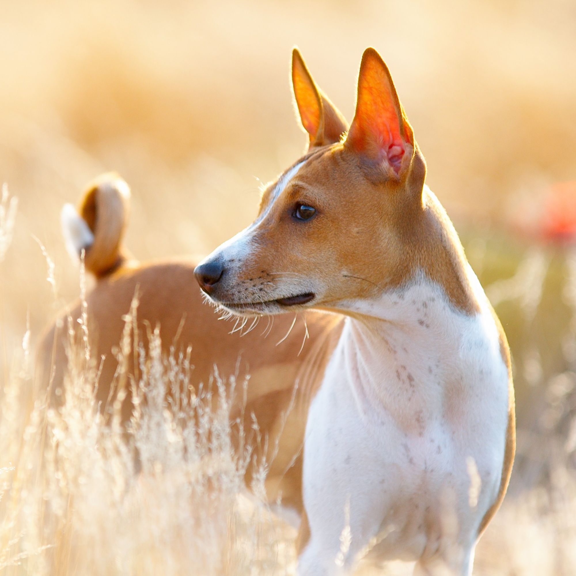 Basenji: Kompletný sprievodca plemenom, povahou a starostlivosťou