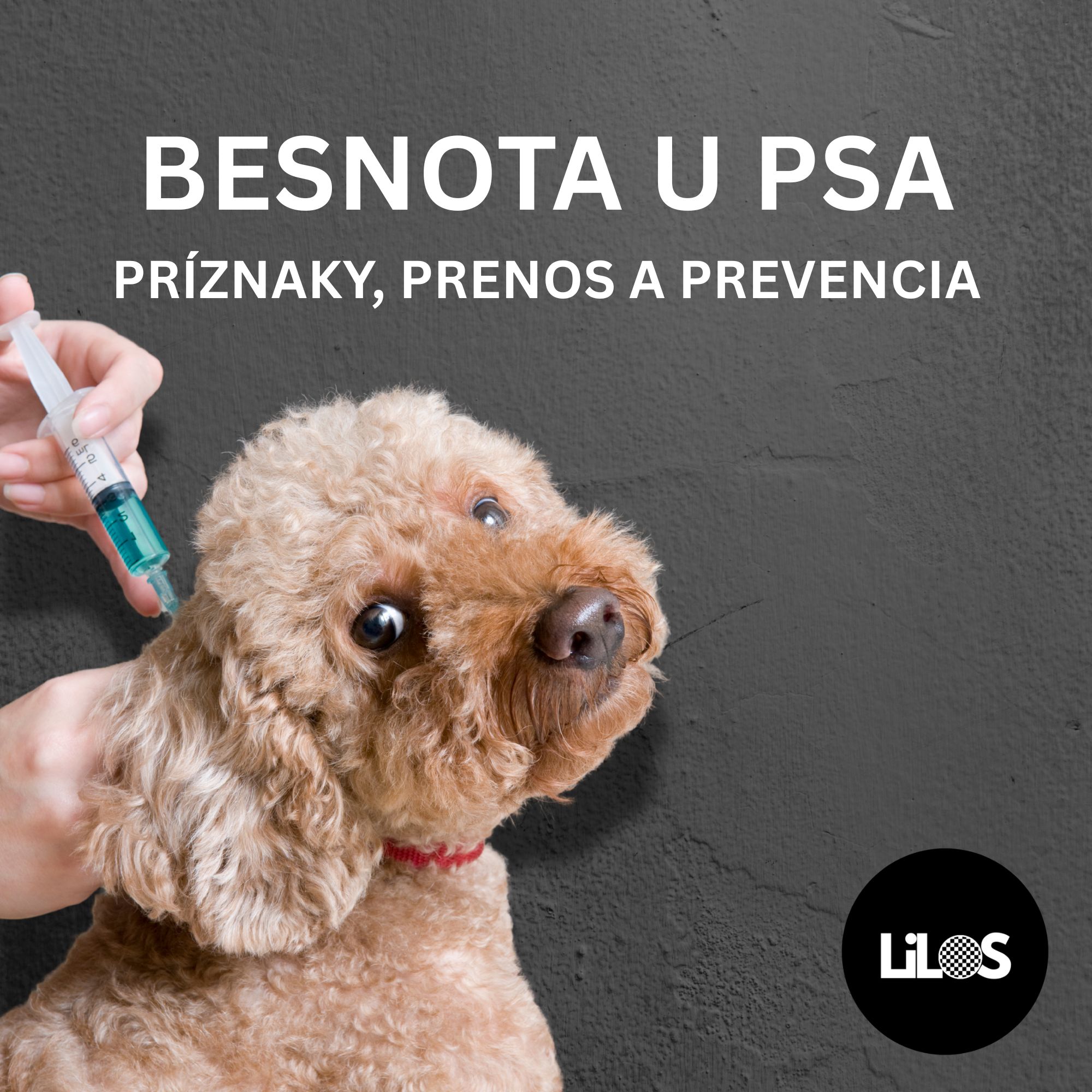 Besnota u psa: Príznaky, prenos a prevencia