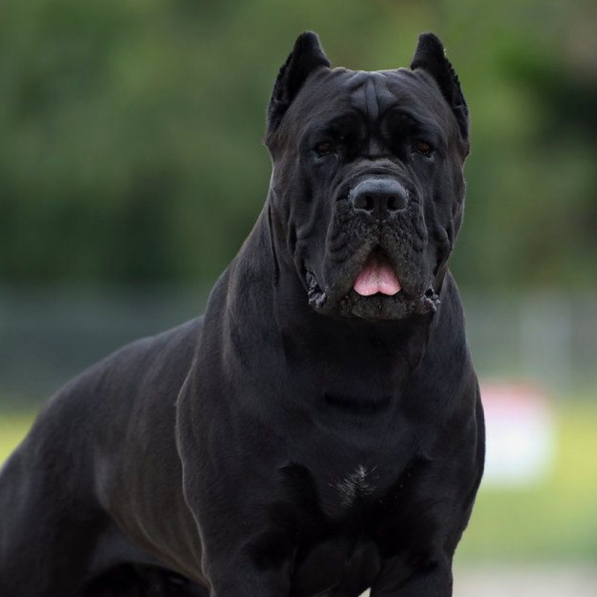 Cane Corso: kompletný sprievodca plemenom, povahou a starostlivosťou