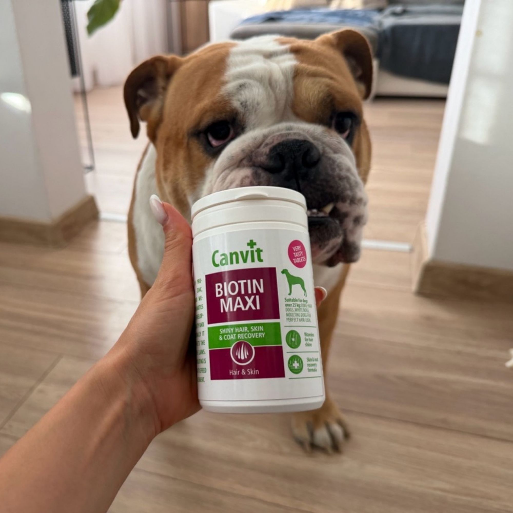 Canvit Biotin Maxi pre psov: Naša skúsenosť s kožou a srsťou anglického buldoga