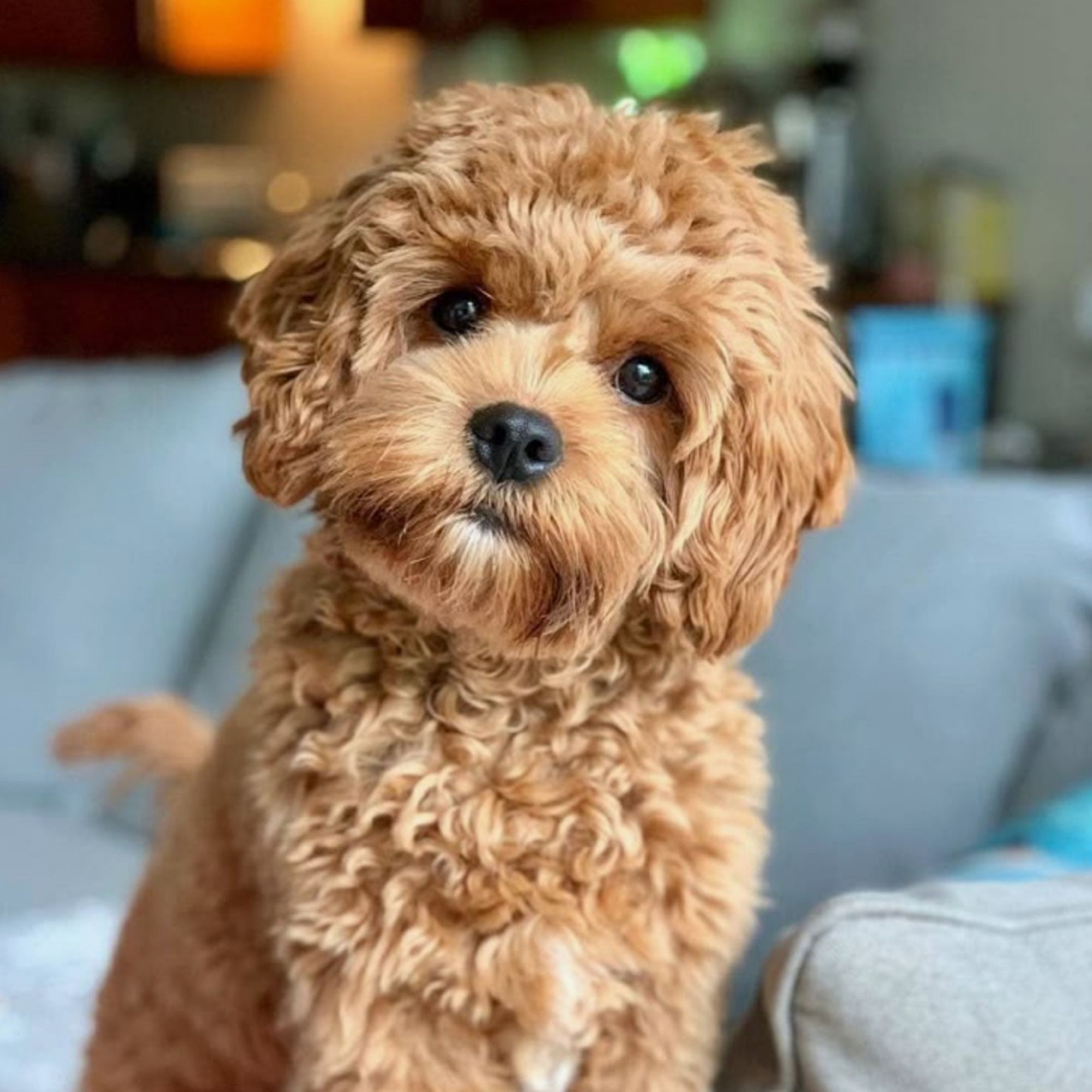 Cavapoo: Kompletný sprievodca plemenom, povahou a starostlivosťou