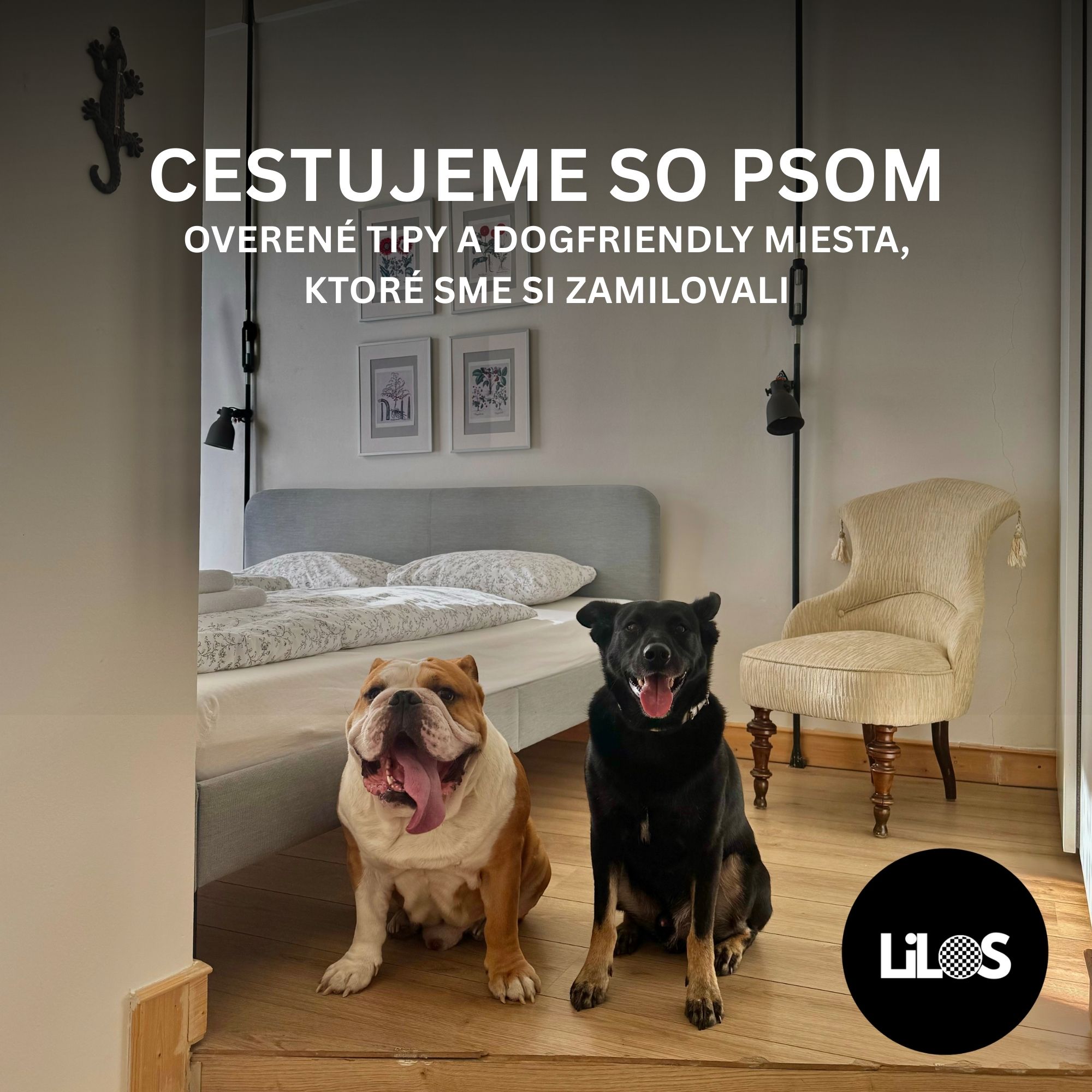 Cestujeme so psom: Overené tipy a dogfriendly miesta, ktoré sme si zamilovali