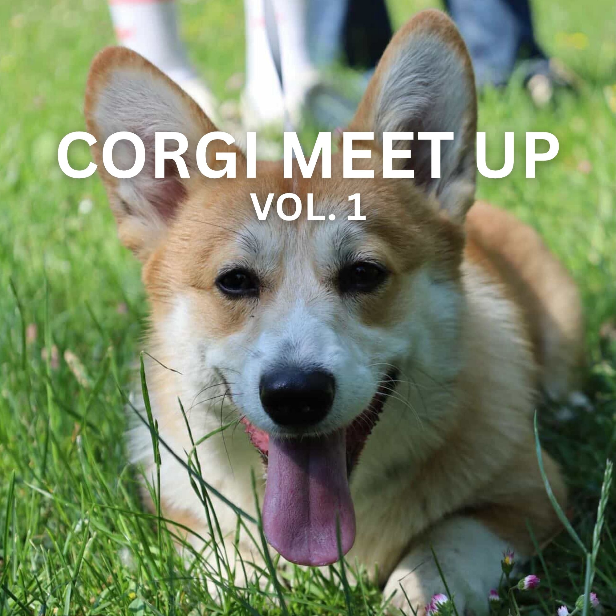 Viac ako 30 corgi na jednom mieste? Corgi Meet vol. 1 v Bratislave dopadol lepšie, než ktokoľvek čakal