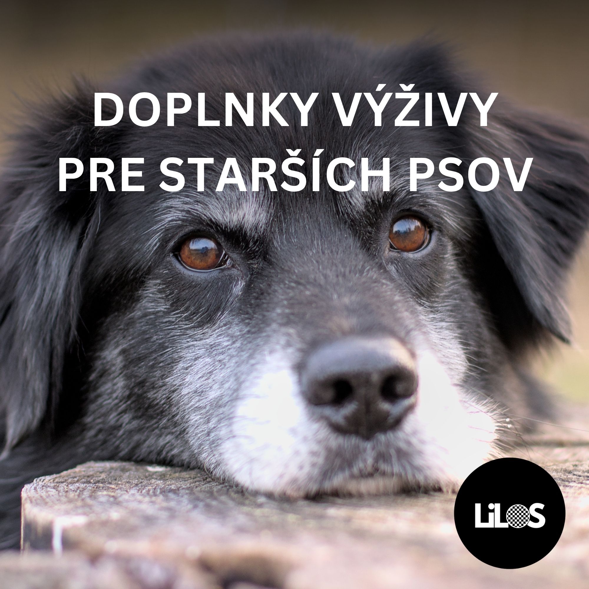 Doplnky výživy pre starších psov: Čo pomáha seniorom zostať vitálni?