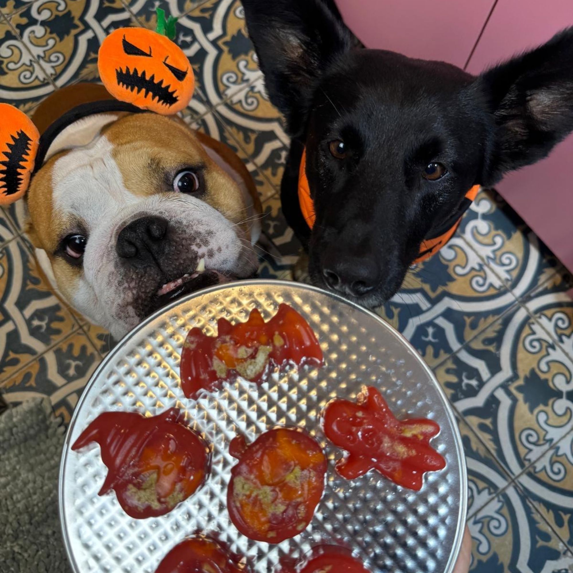 Halloweenske pamlsky pre psa: recept na želé strašidlá