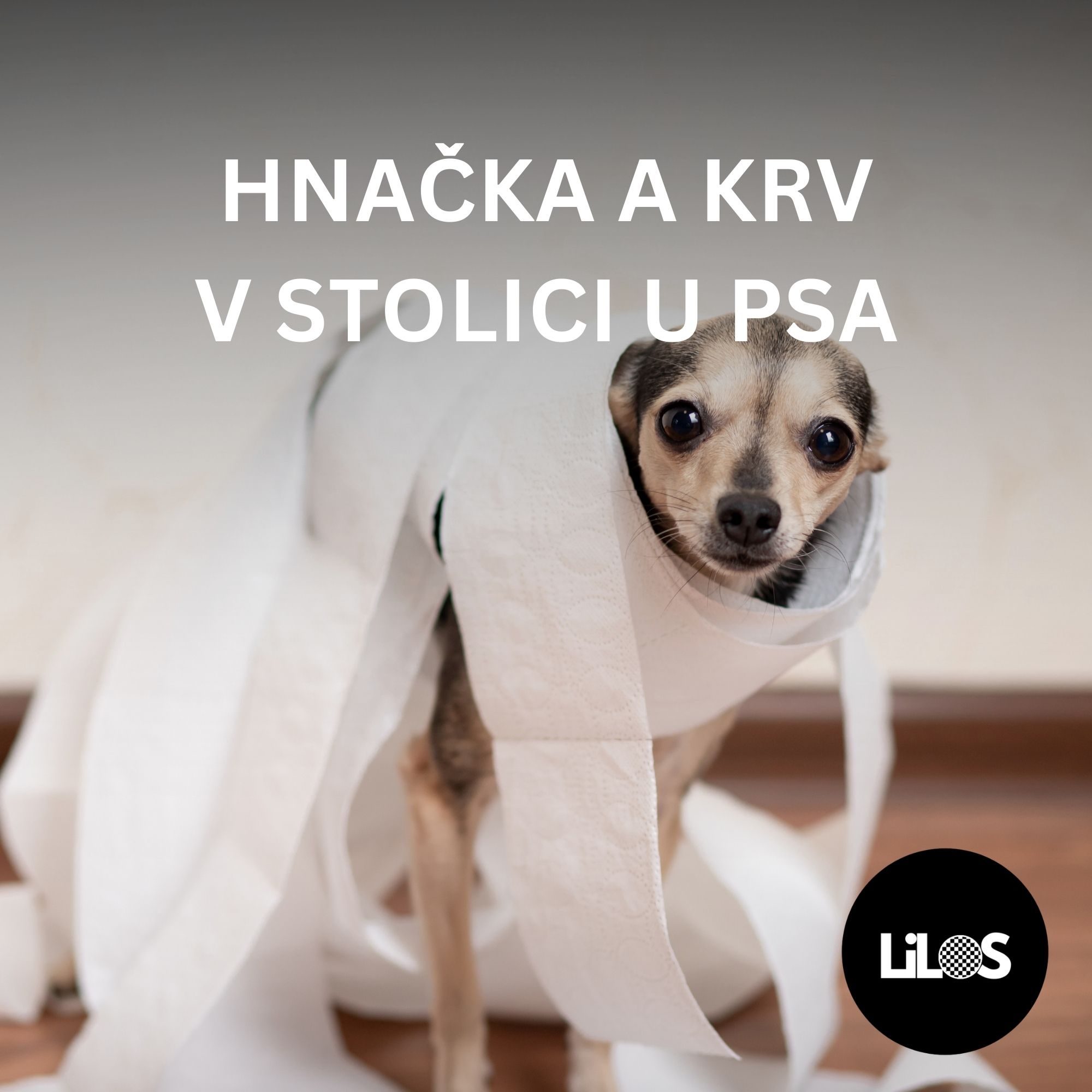 Hnačka a krv v stolici u psa: Kedy spozornieť a čo robiť
