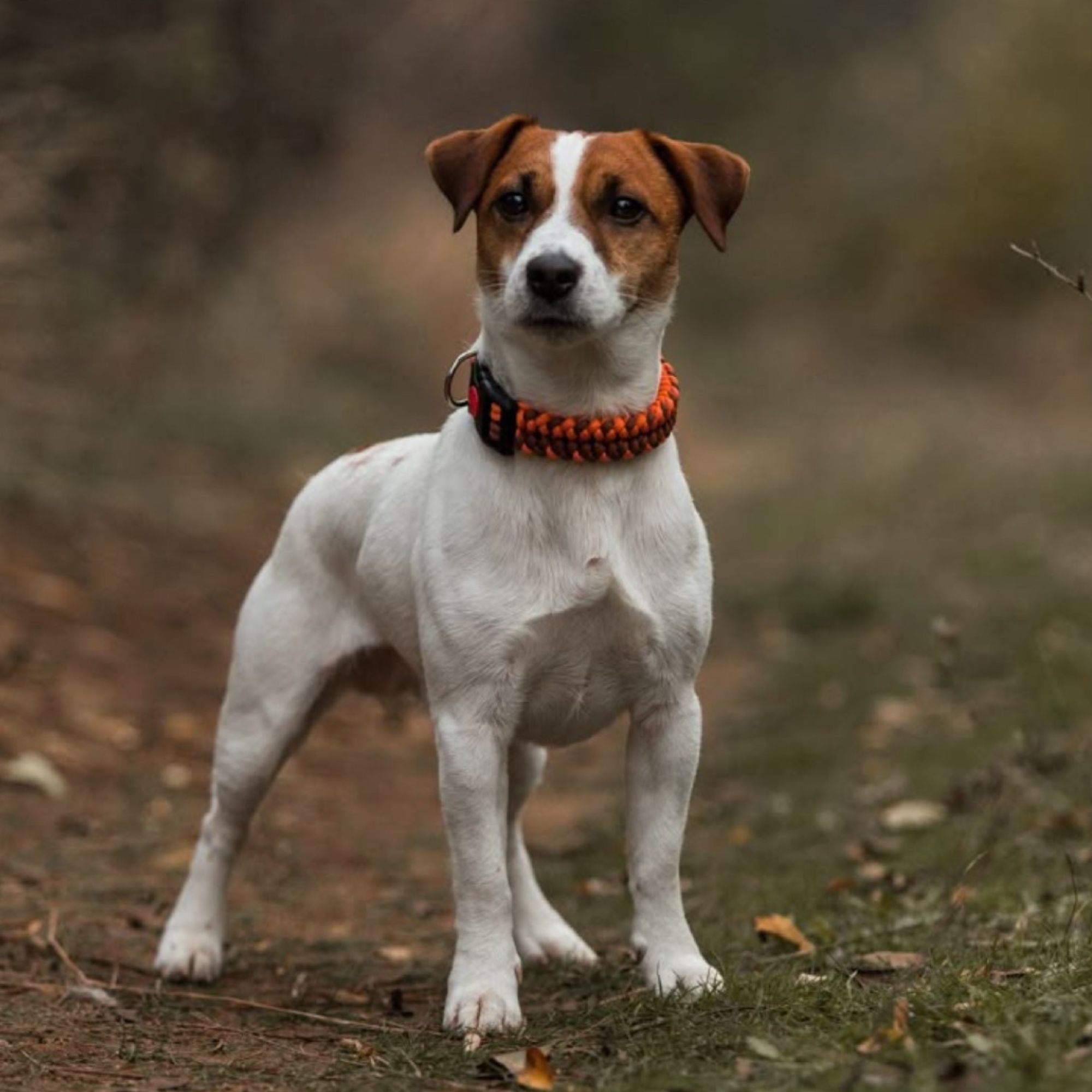 Jack Russell: Kompletný sprievodca plemenom, povahou a starostlivosťou