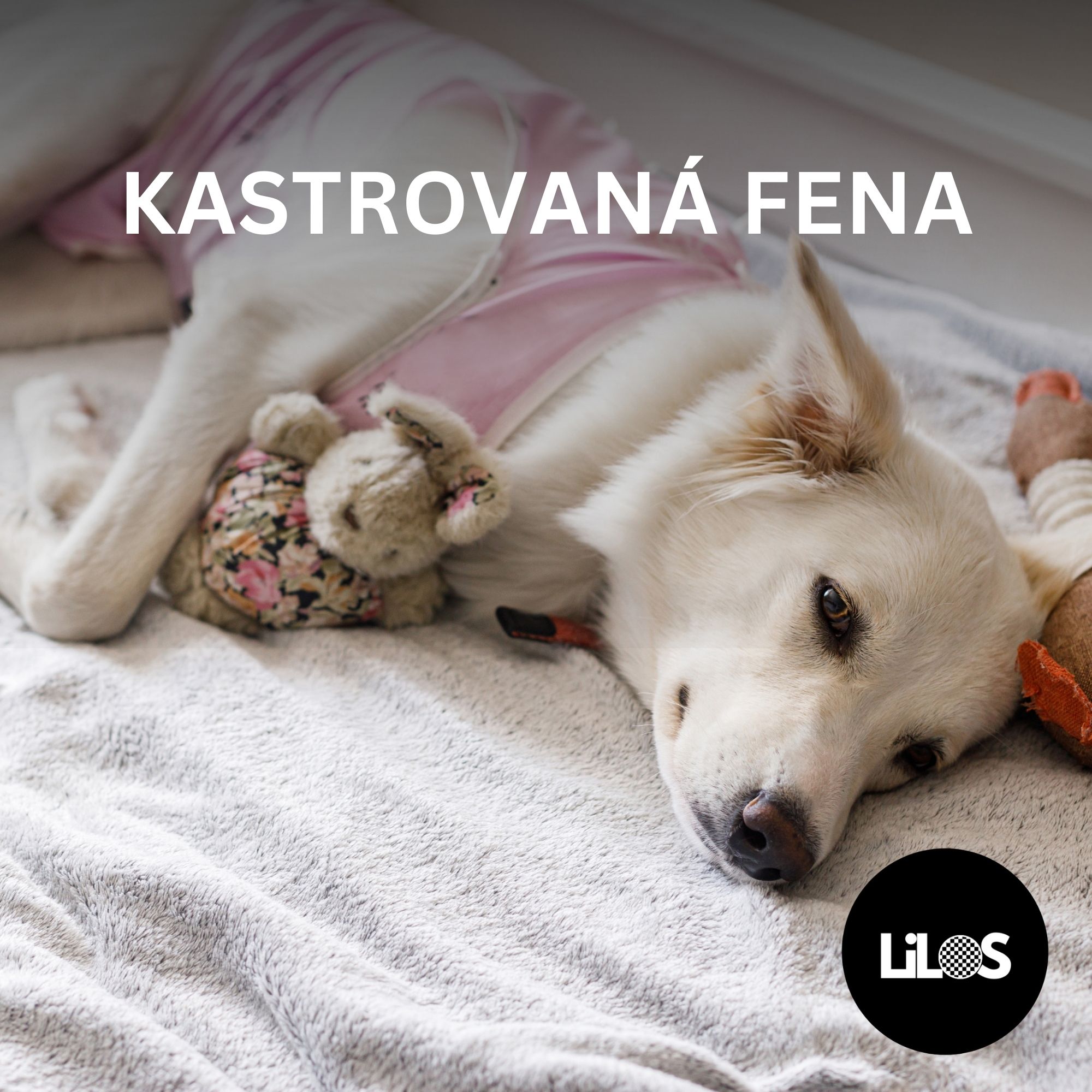 Kastrovaná fena: Výhody, riziká a čo očakávať po zákroku