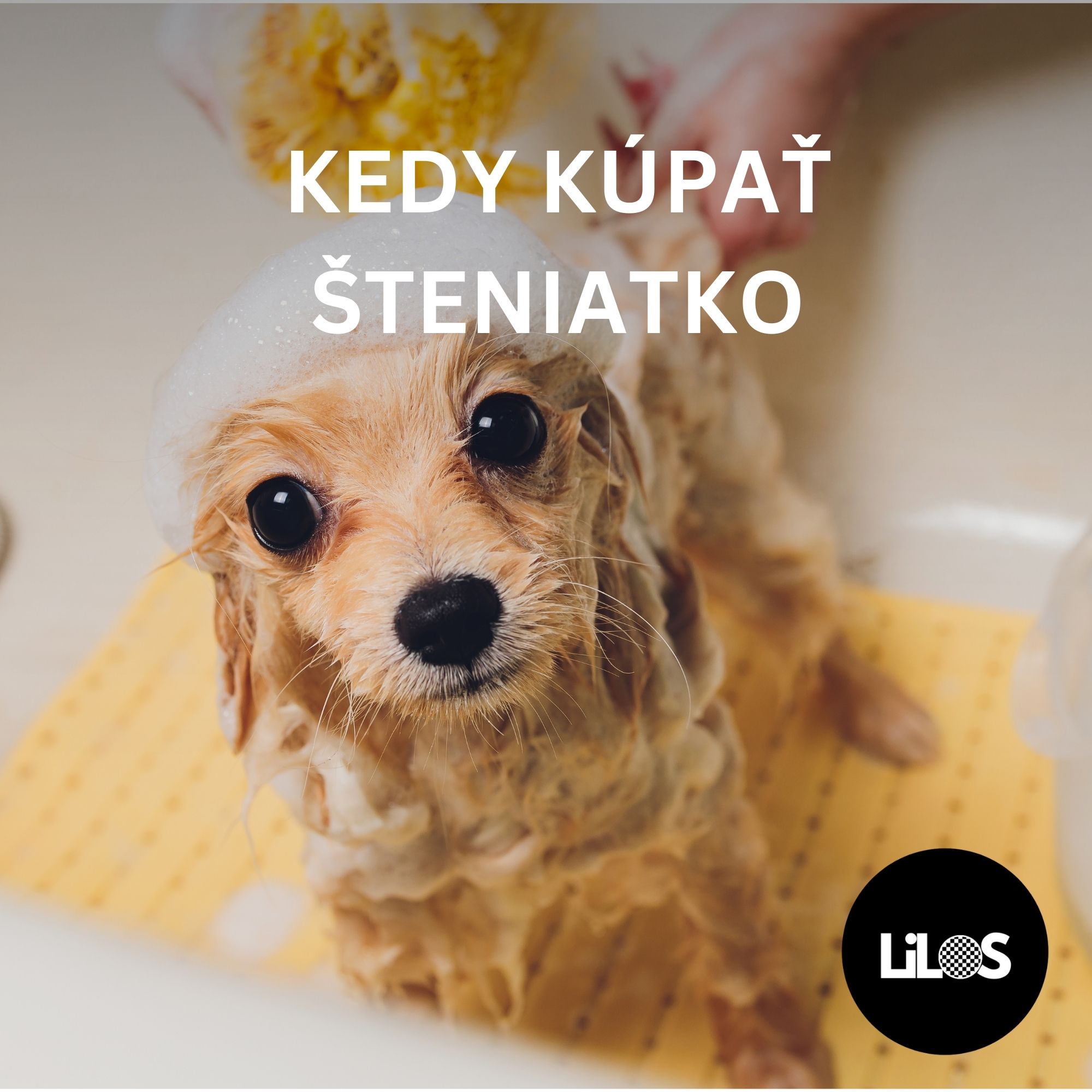 Kedy kúpať šteniatko: Prvé kúpanie, tipy a čomu sa vyhnúť