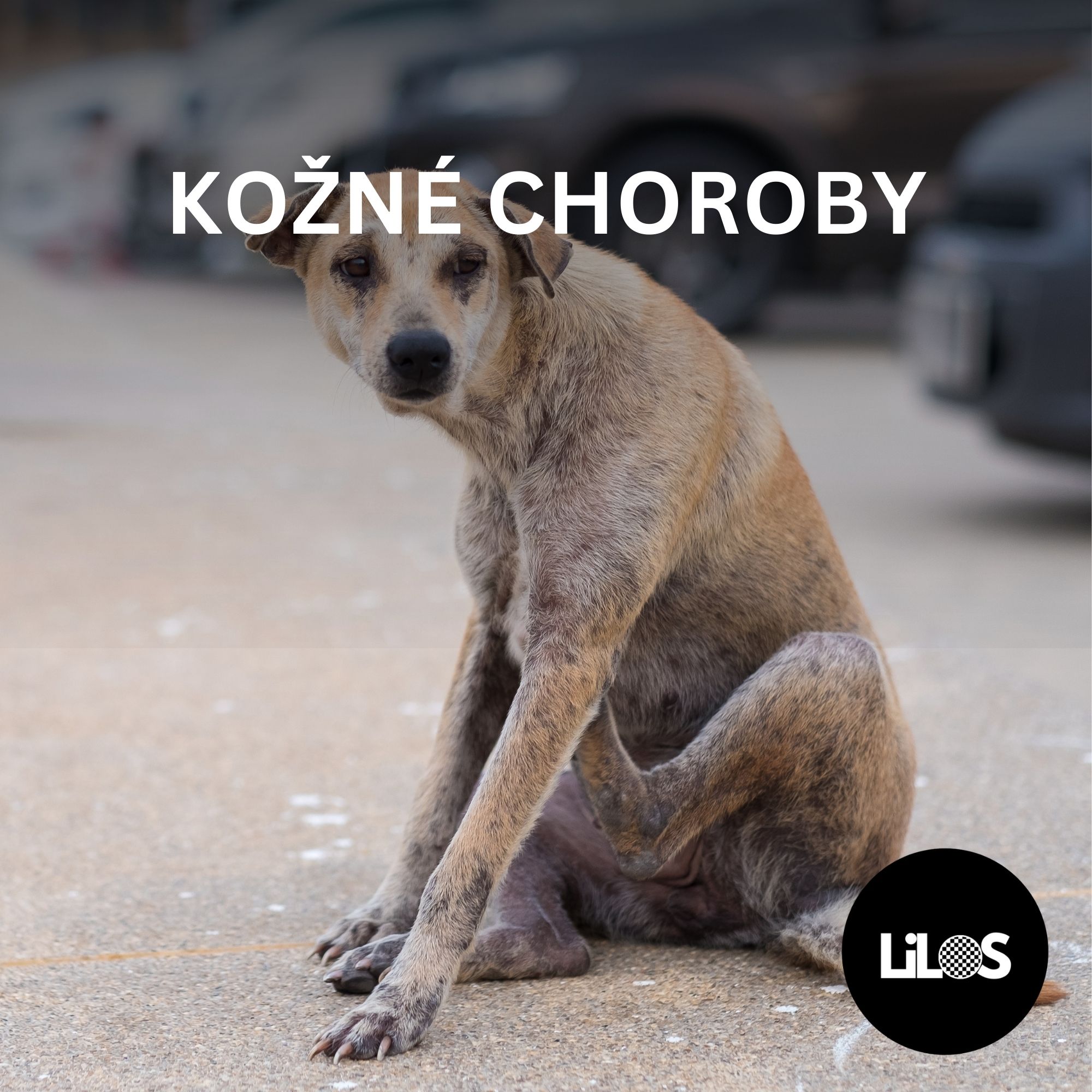 Kožné choroby psov: Príčiny, príznaky a ako ich rozpoznať včas