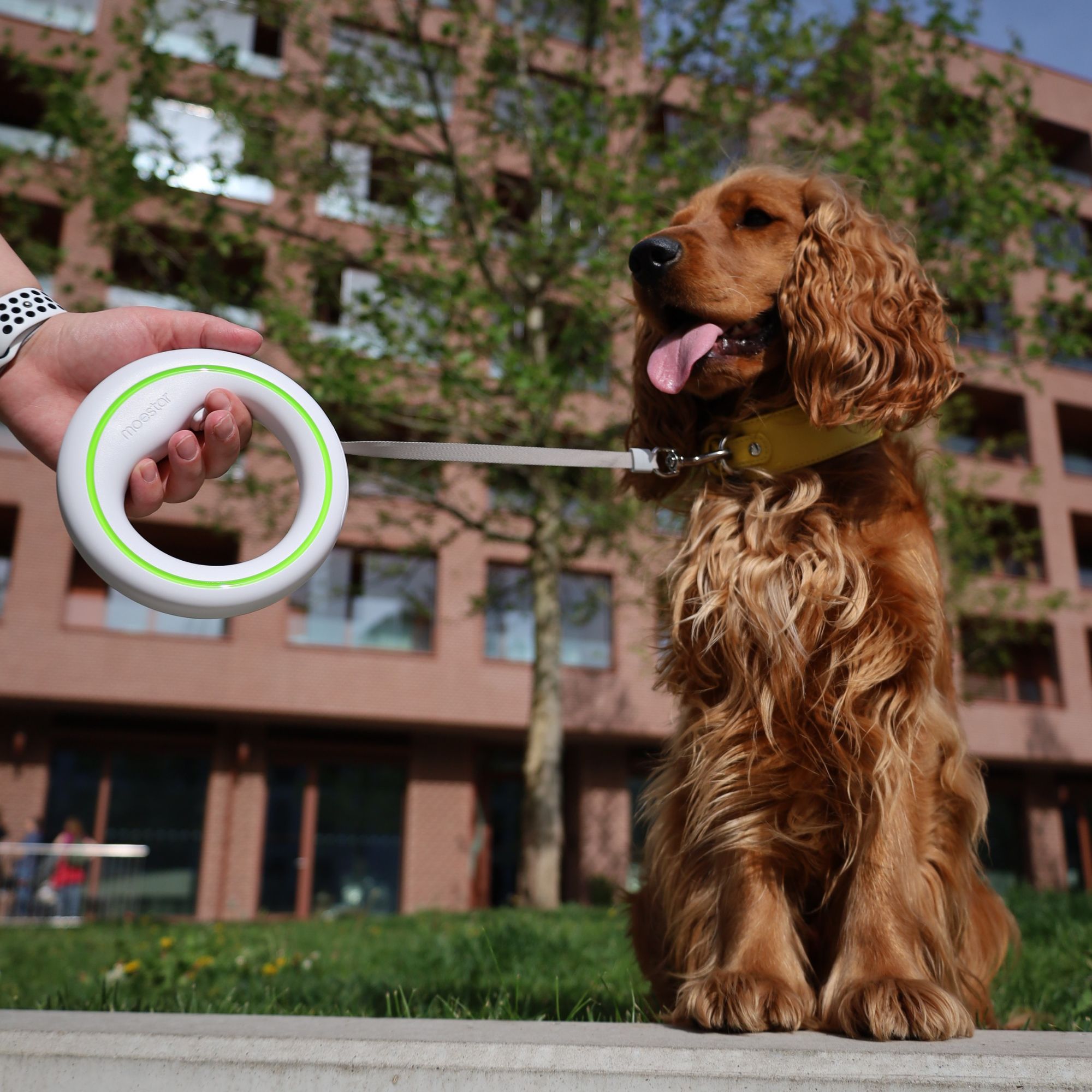 Anglický kokeršpaniel: Kompletný sprievodca plemenom, povahou a starostlivosťou