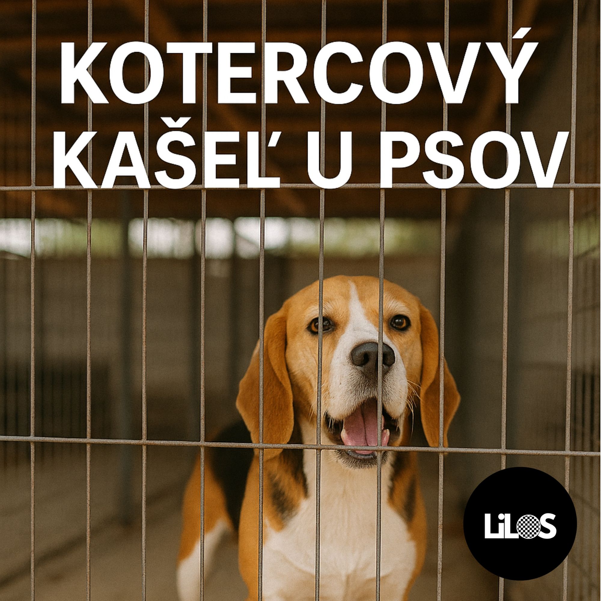 Kotercový kašeľ u psov: Príznaky, liečba a prevencia