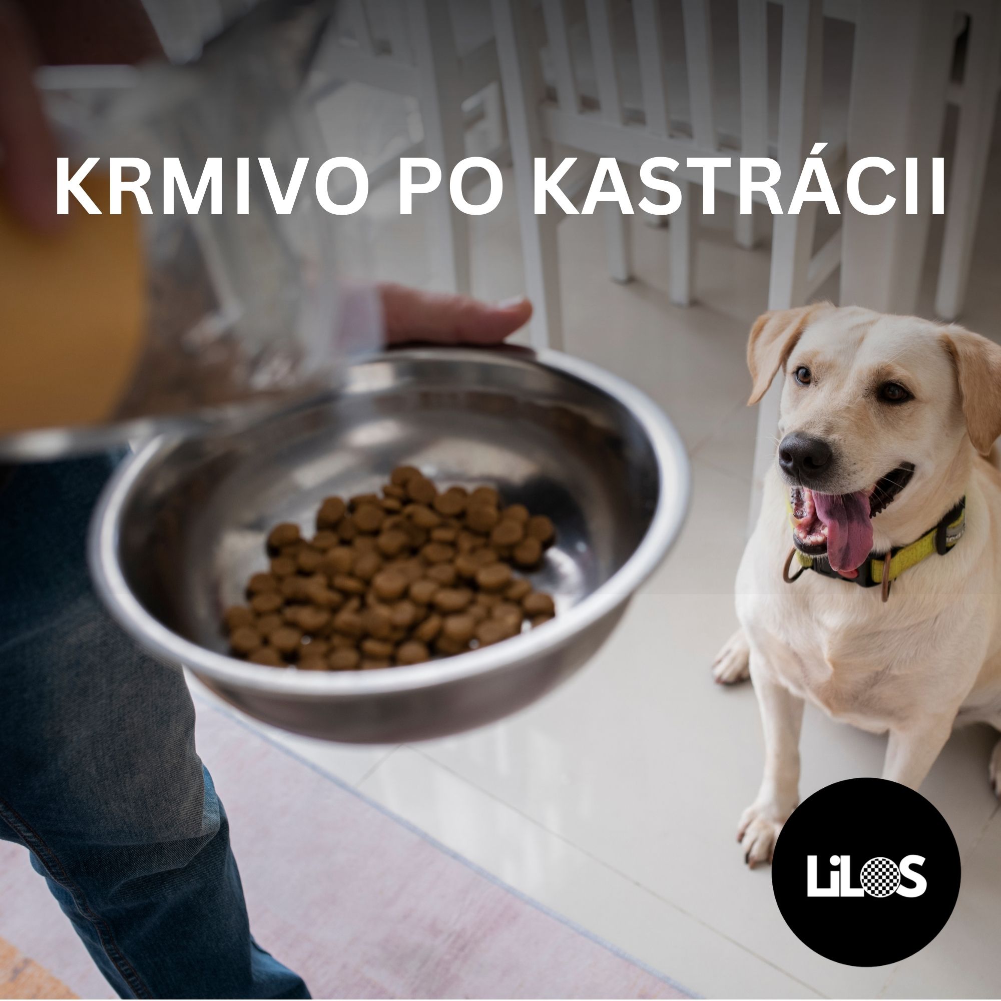 Krmivo po kastrácii: Ako upraviť stravu vykastrovaného psa alebo feny