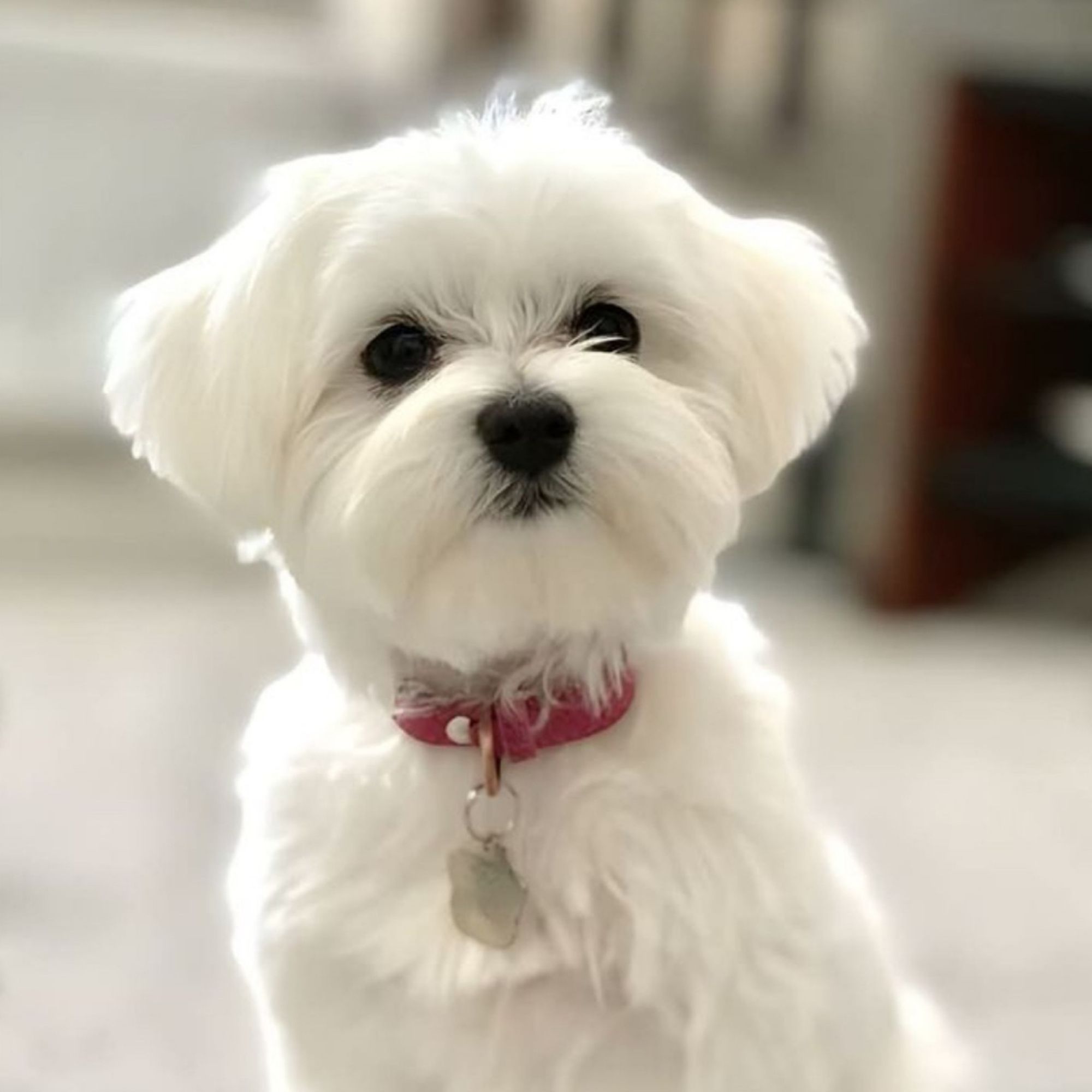 Maltézsky psík: Kompletný sprievodca plemenom, povahou a starostlivosťou