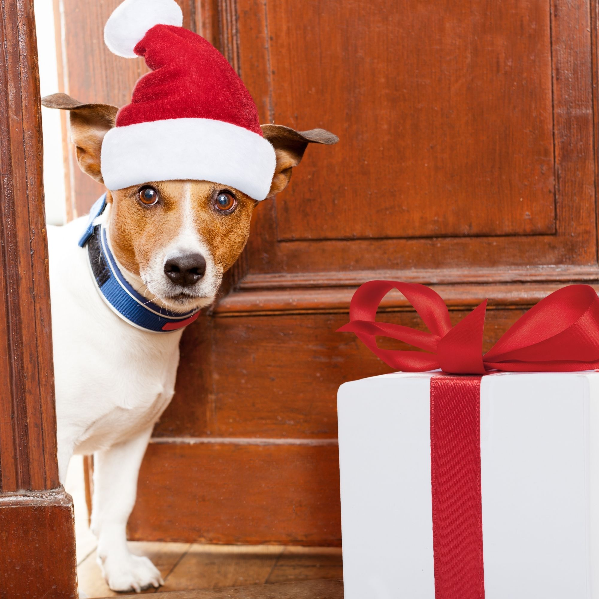 Mikulášske nástrahy pre psov: Na čo si dať pozor, aby boli sviatky bezpečné?