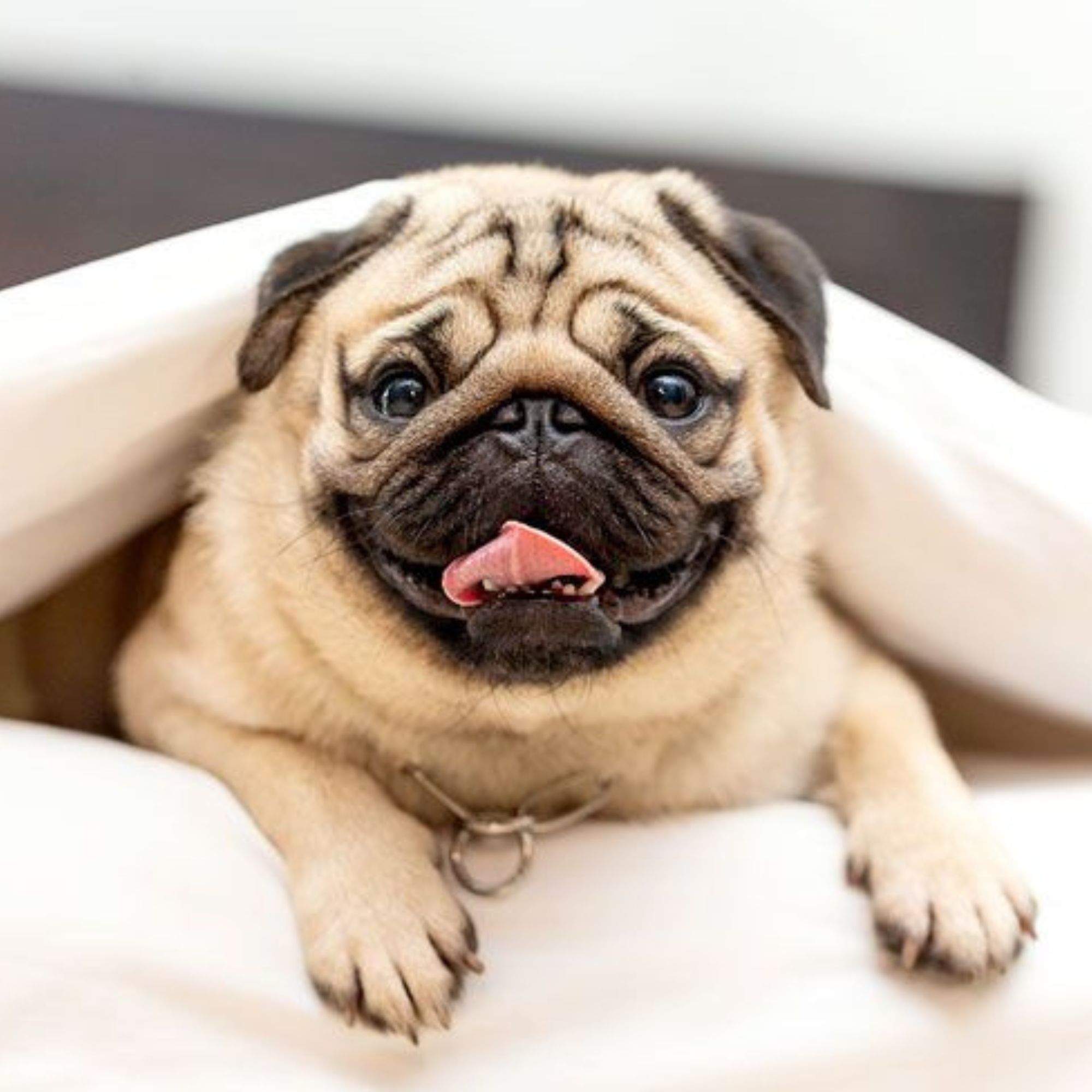 Mops: Kompletný sprievodca plemenom, povahou a starostlivosťou