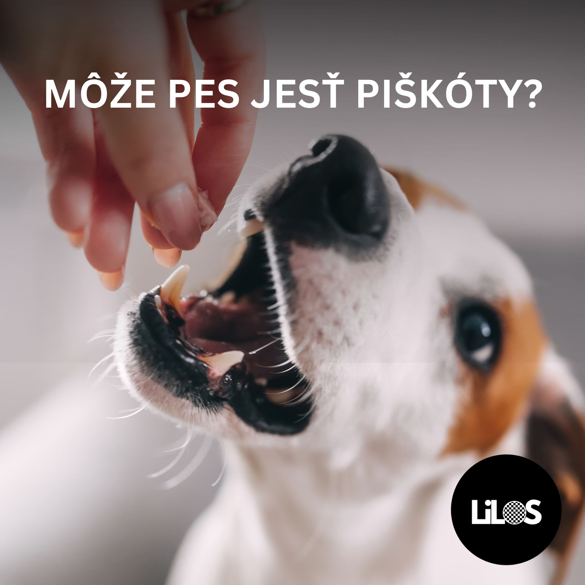 Môže pes piškóty? Pravda o sladkej pochúťke pre psov
