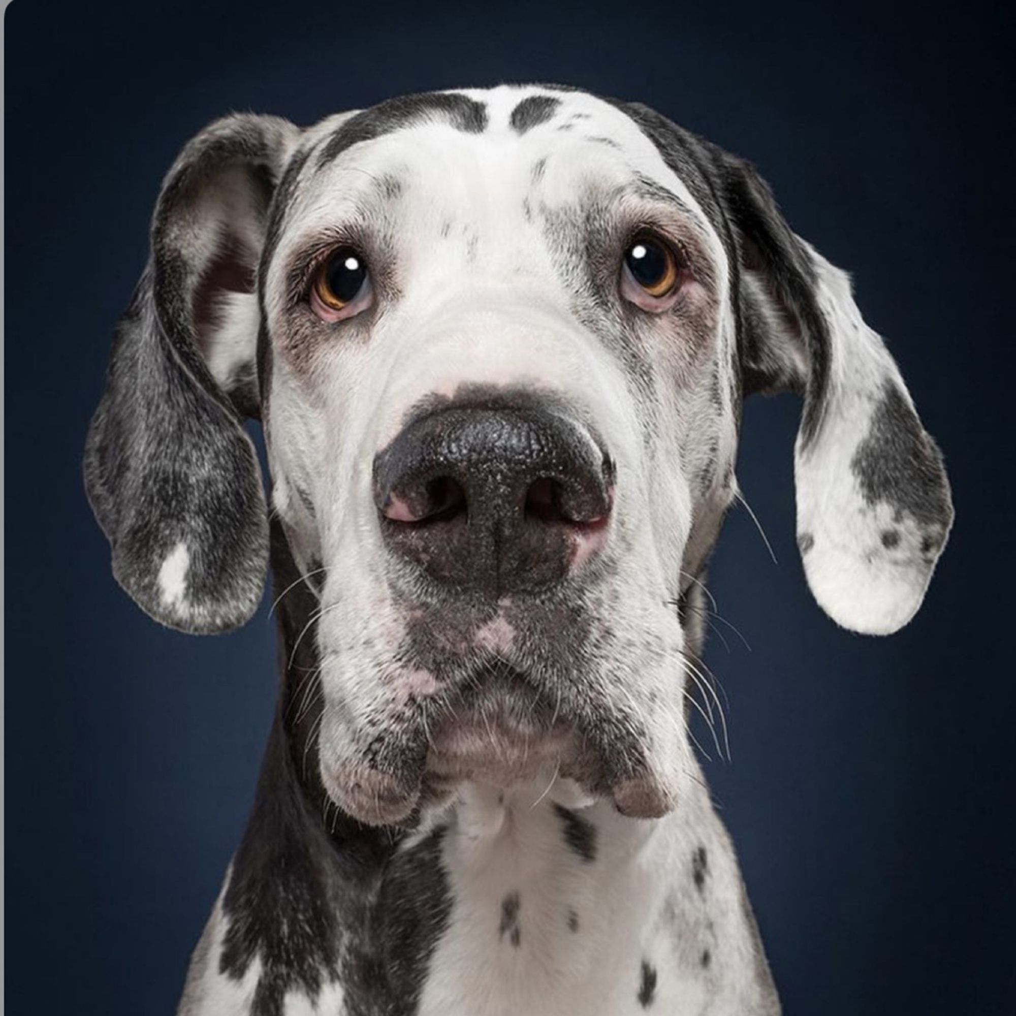 Nemecká doga: Kompletný sprievodca plemenom, povahou a starostlivosťou