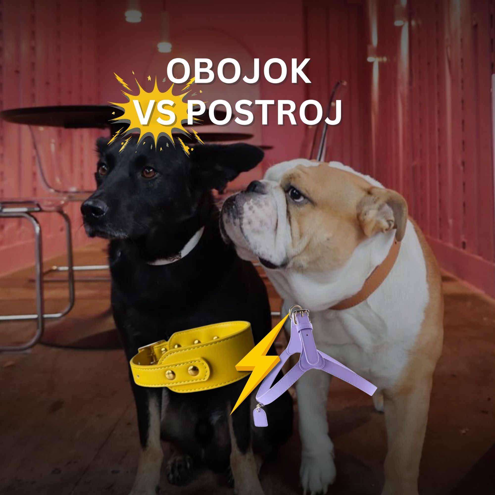 Obojok pre psa vs. postroj pre psa: čo je lepšie?