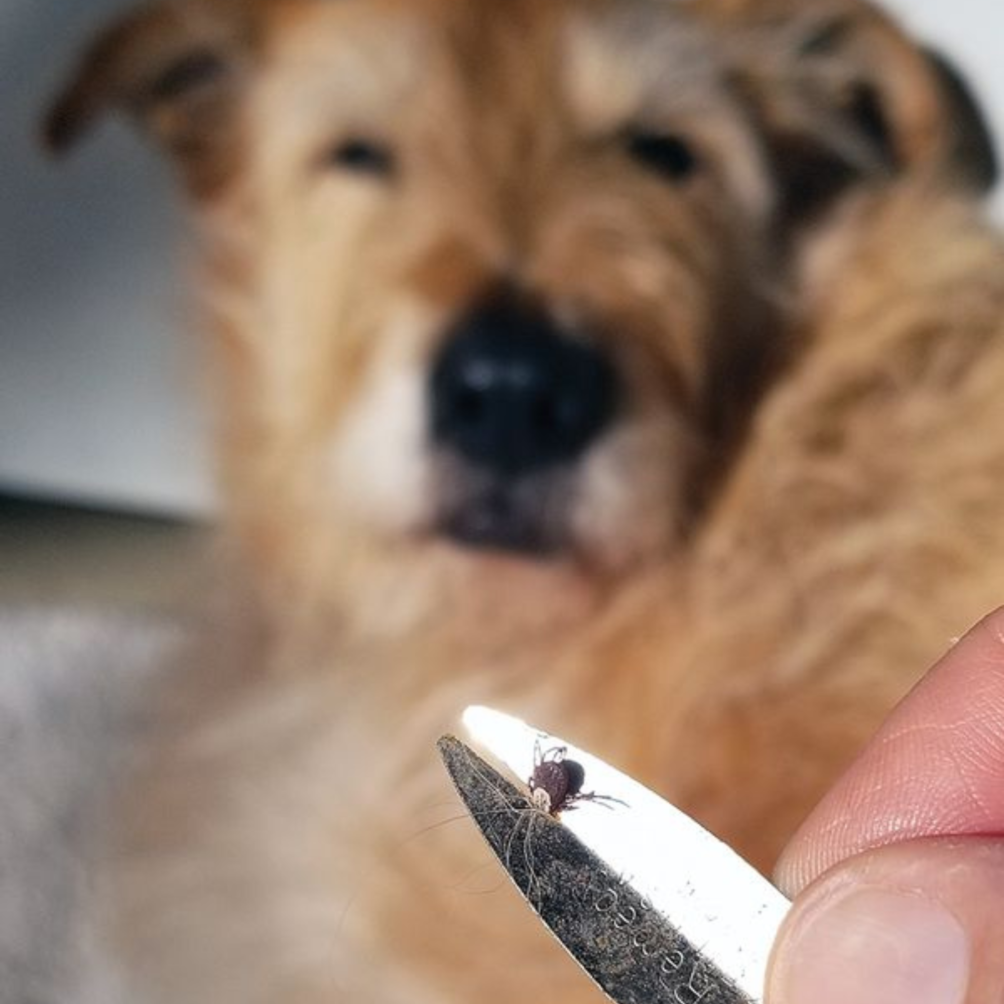 Ako ochrániť psa pred kliešťami: Riziká, prevencia a účinné riešenia