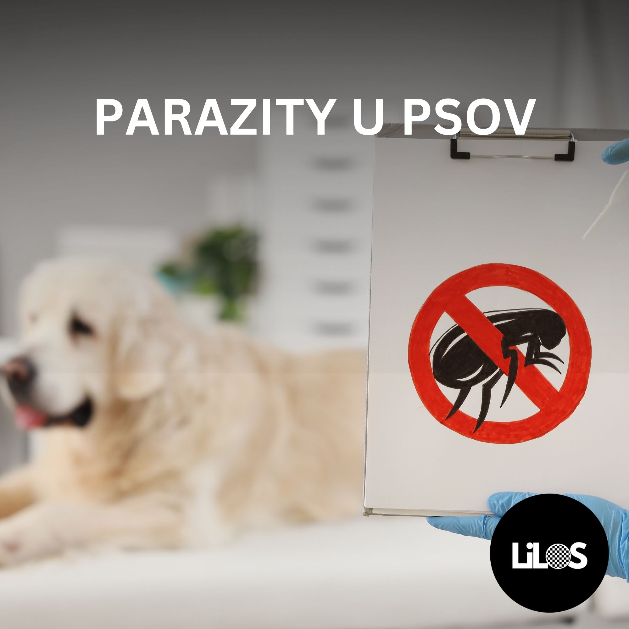 Vonkajšie a vnútorné parazity u psov: Ako ich spoznať, riešiť a predchádzať im