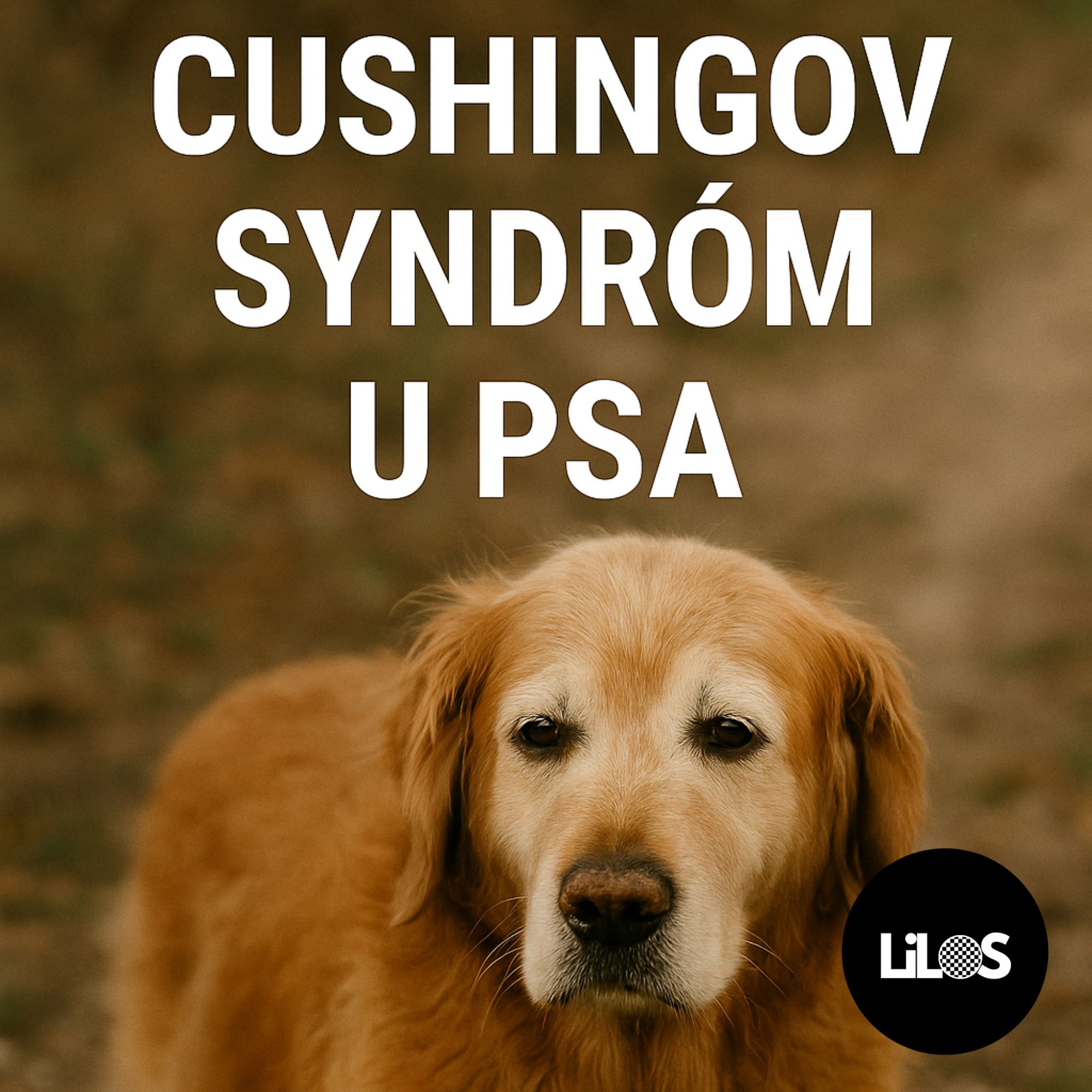 Cushingov syndróm u psa: Príznaky, liečba a život so psom s touto diagnózou