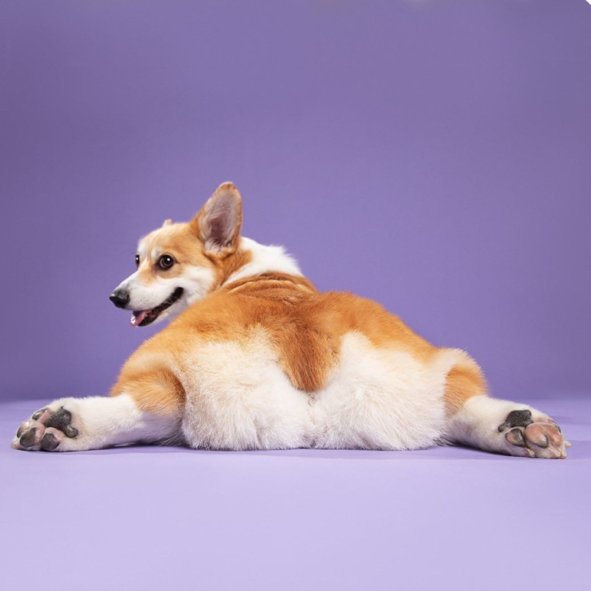 Corgi: Kompletný sprievodca plemenom, povahou a starostlivosťou