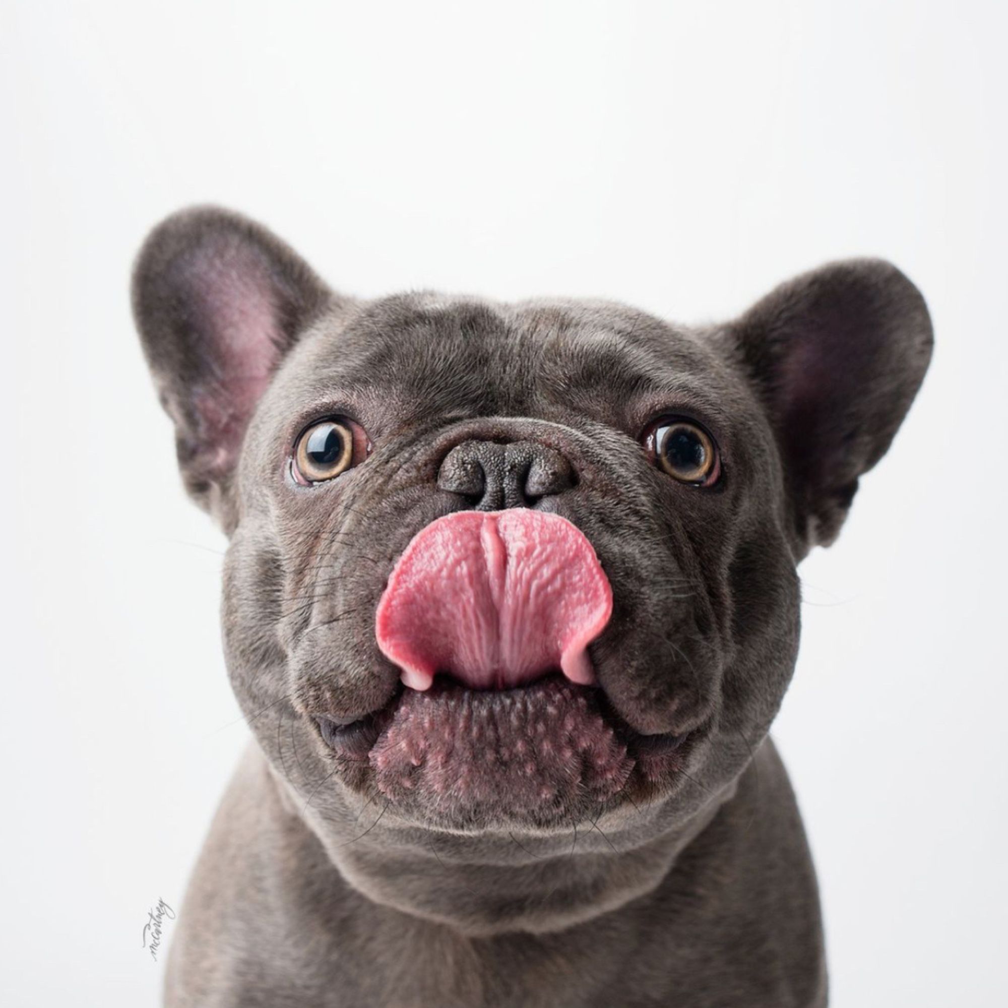 Plemená psov: Veľký sprievodca výberom, starostlivosťou a rozdelením plemien