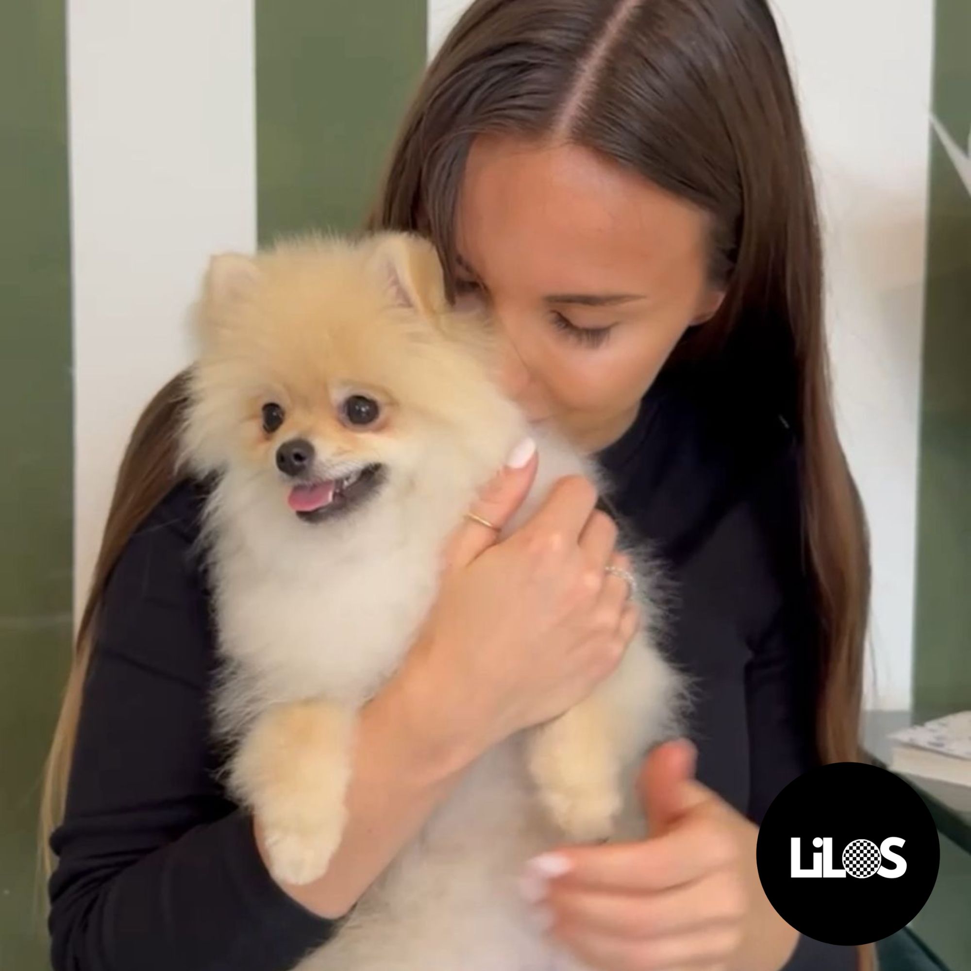 Pomeranian – malý lev s veľkým štýlom od Lilos.sk