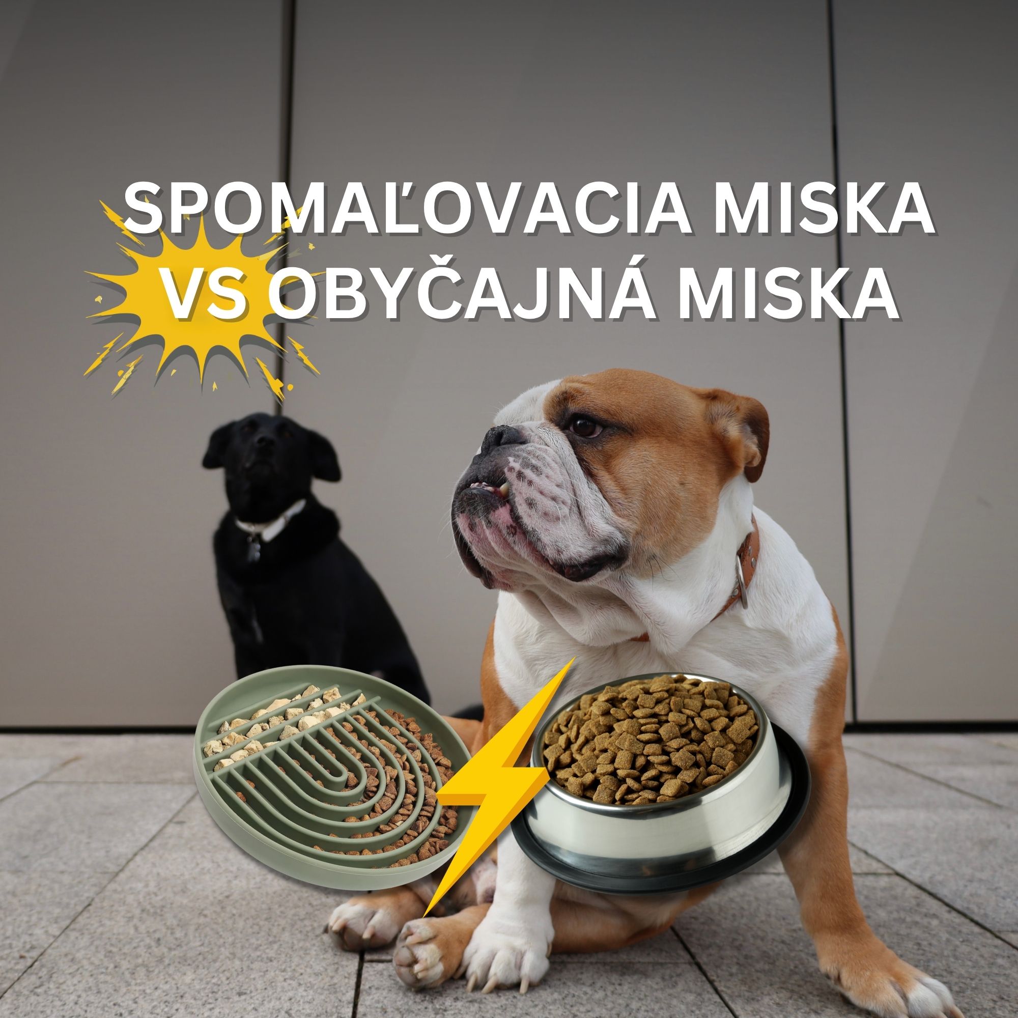 Miska proti hltaniu vs. obyčajná miska: čo je lepšie?