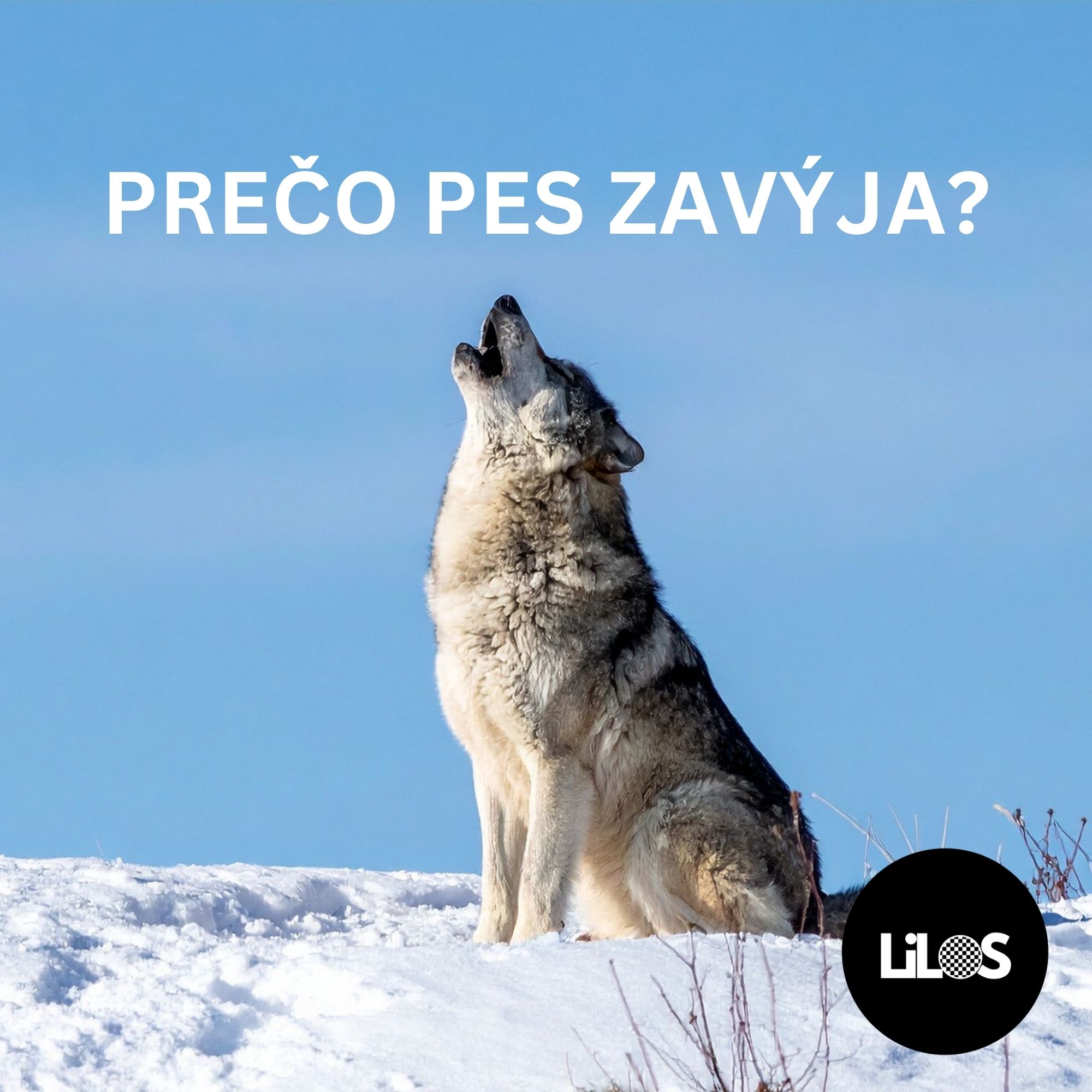 Prečo pes zavýja? Čo vám tým chce povedať (a kedy spozornieť)