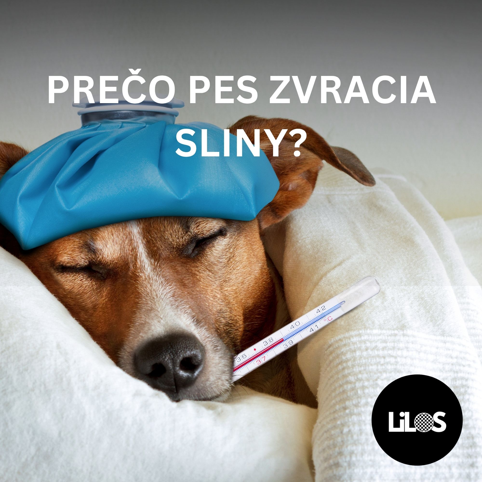 Pes zvracia sliny: Čo to znamená a kedy vyhľadať veterinára?