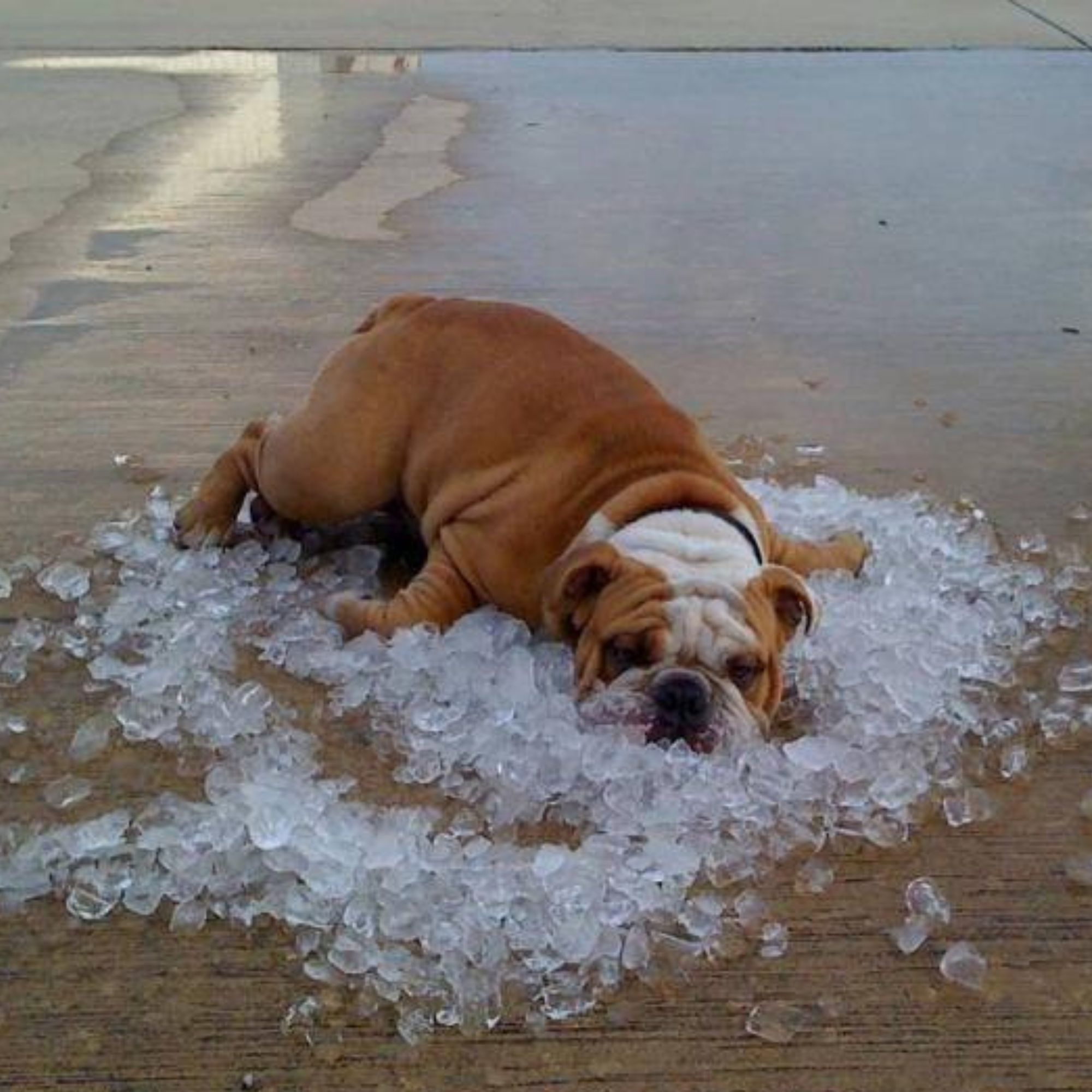 Ako ochrániť psa pred letnými horúčavami?