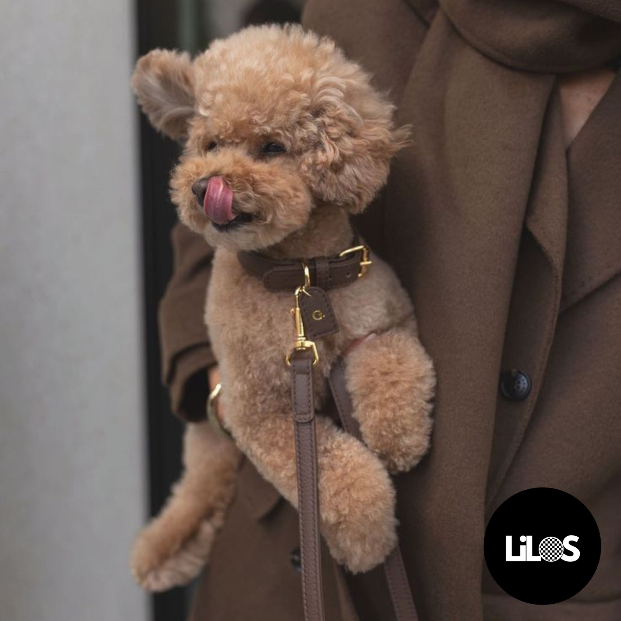 Pudlík – elegantný spoločník so srdcom šampióna