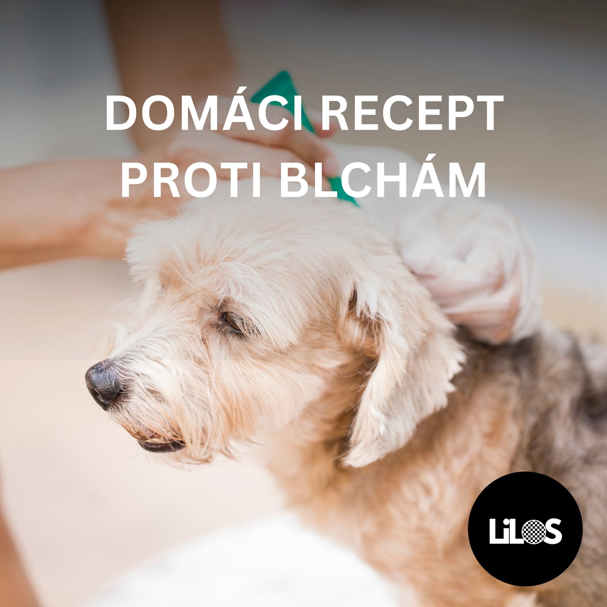 Domáci recept na blchy: Prírodné riešenie pre zdravý domov a spokojné zvieratá