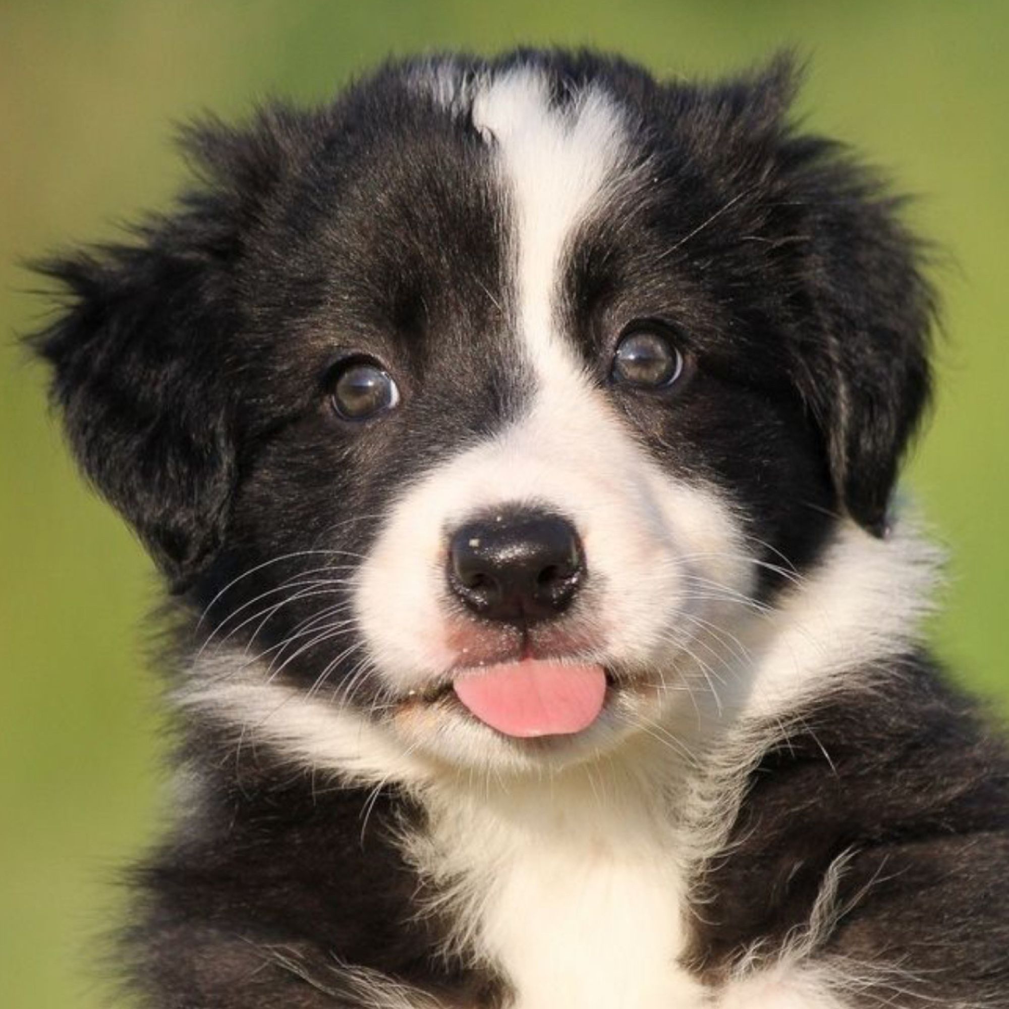 Border kólia: Kompletný sprievodca plemenom, povahou a starostlivosťou