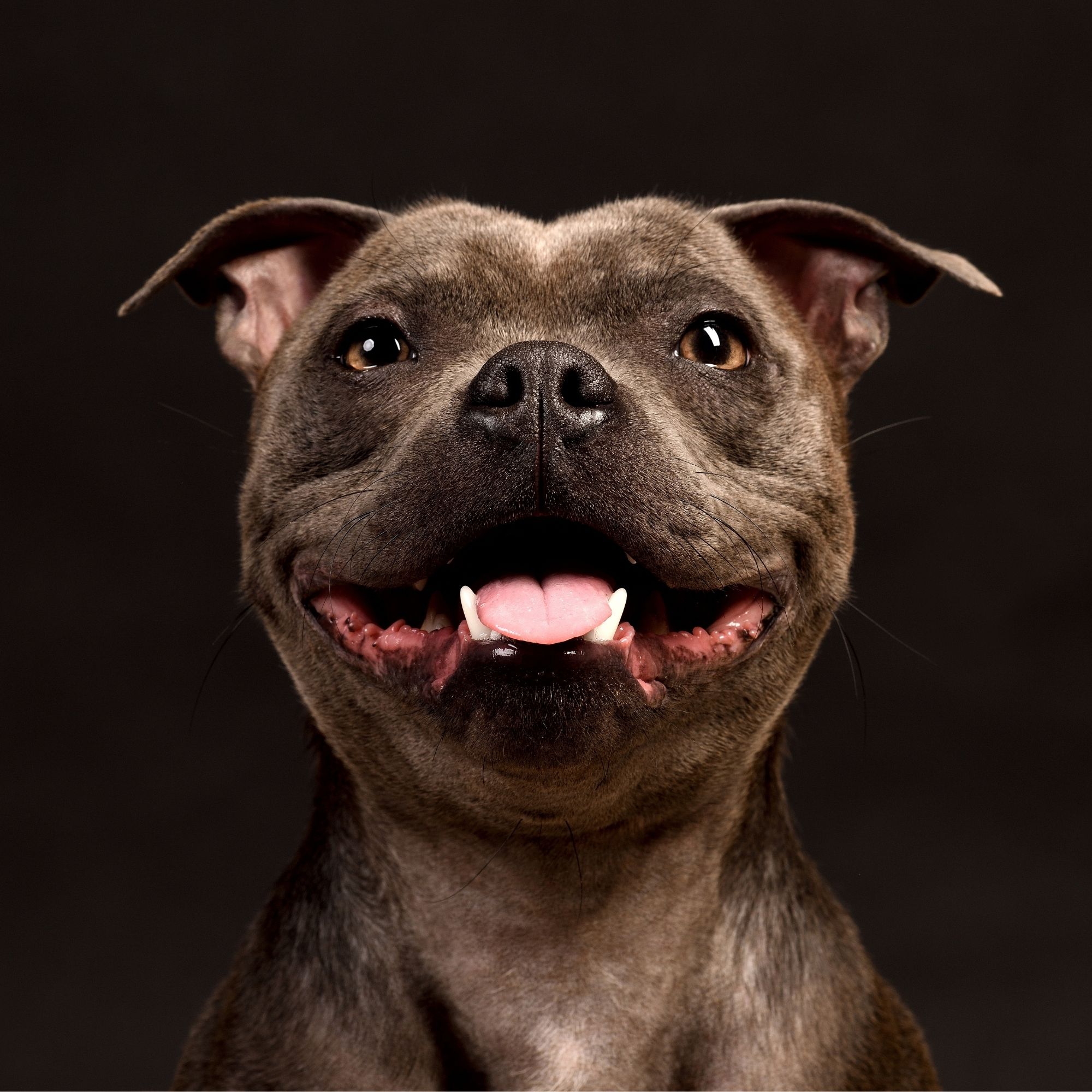 Staffordšírsky bulteriér: Kompletný sprievodca plemenom, povahou a starostlivosťou