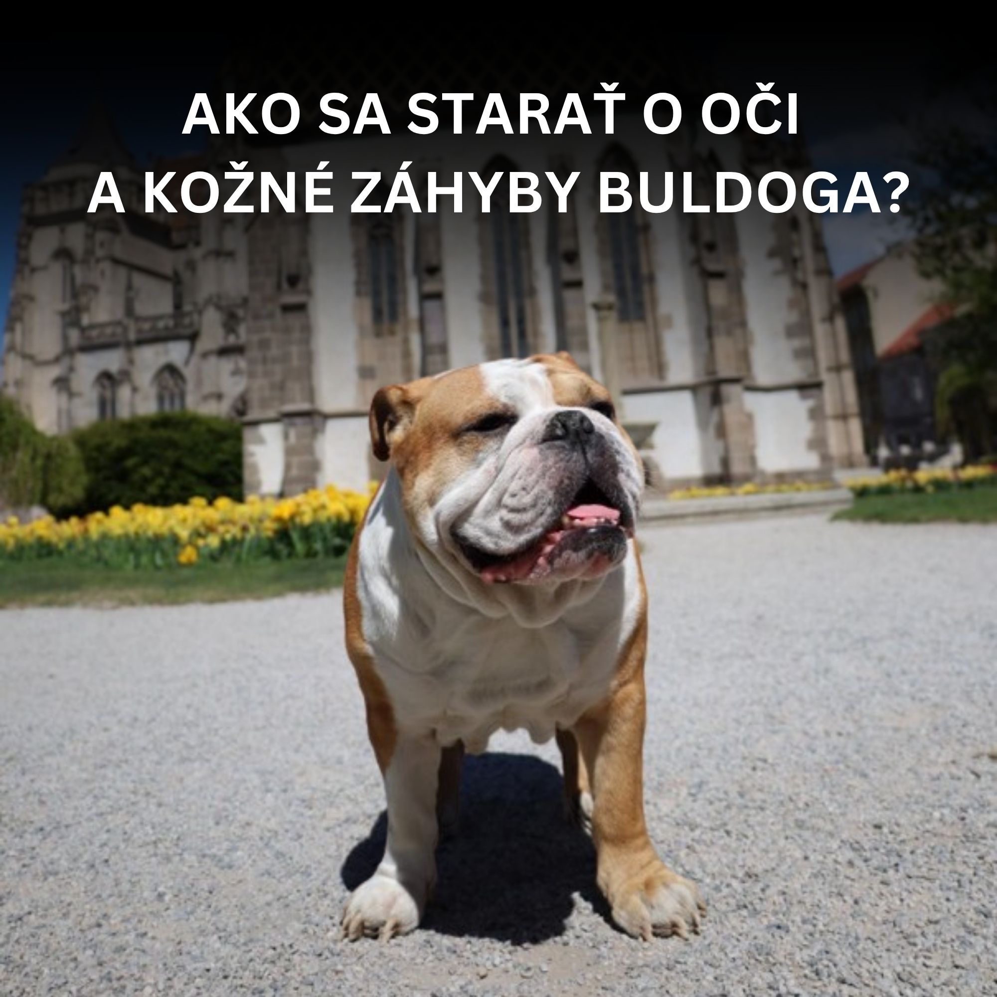 Ako sa starať o oči a kožné záhyby buldoga? Naša skúsenosť