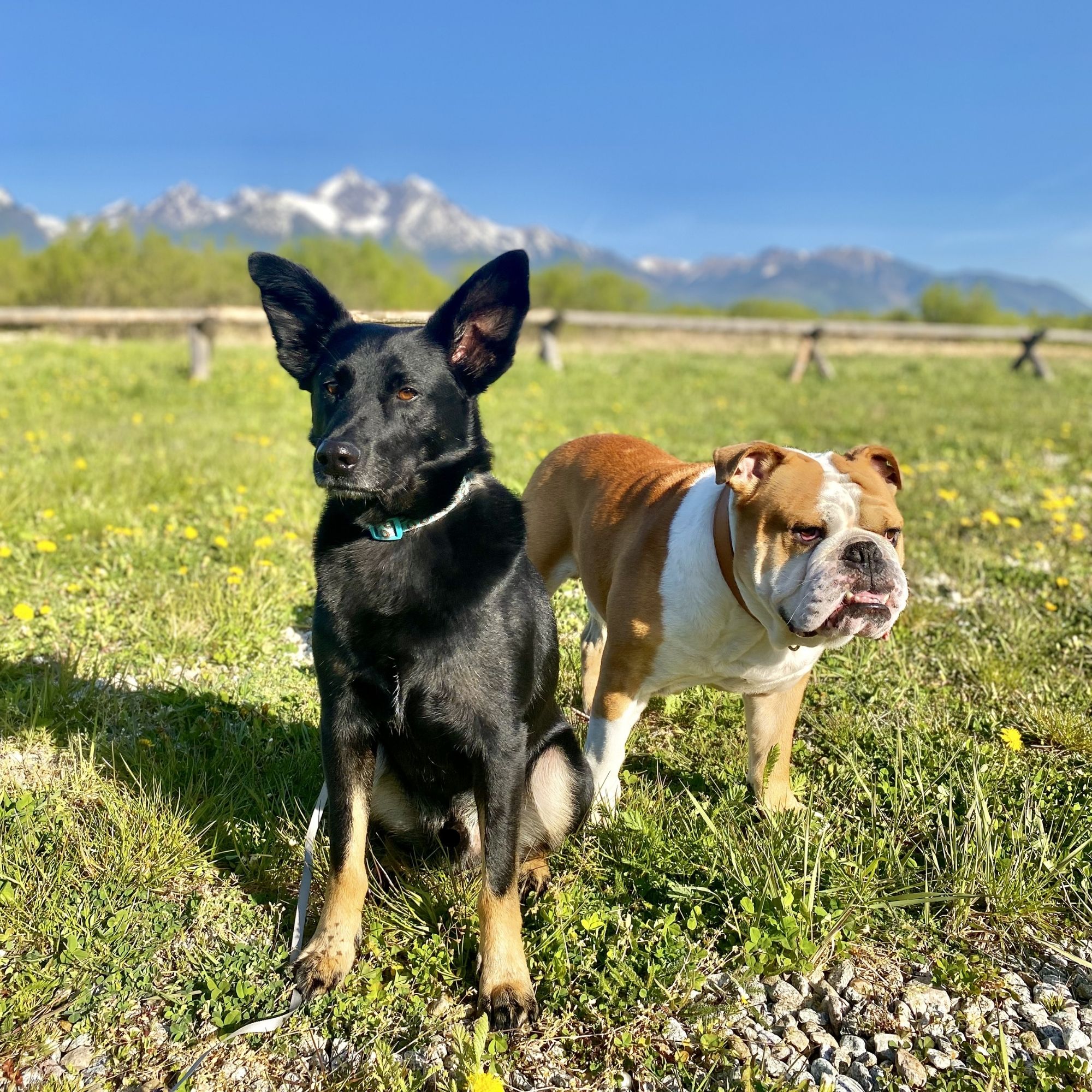 Turistika so psom v Tatrách: kompletný sprievodca (mapa, povolené trasy, tipy z praxe)