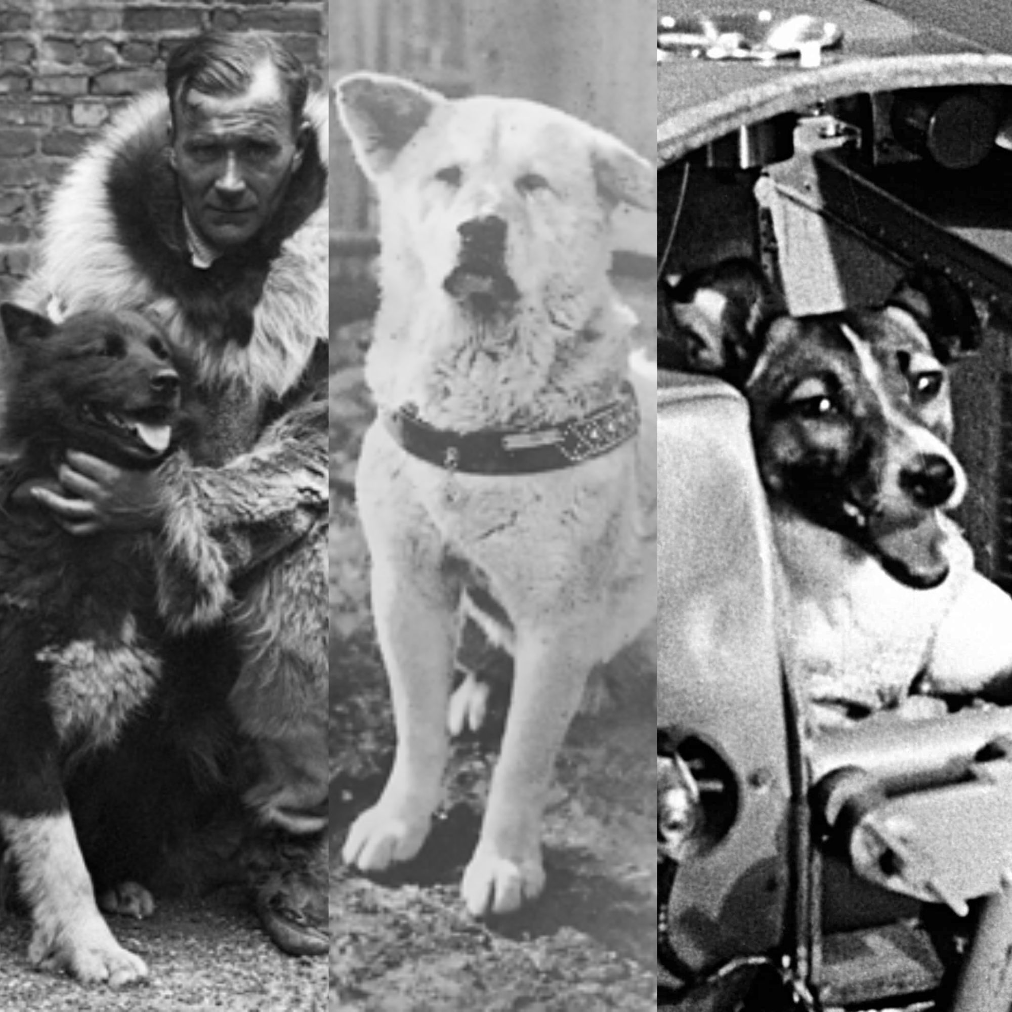 Tri psie legendy, ktoré sa zapísali do dejín