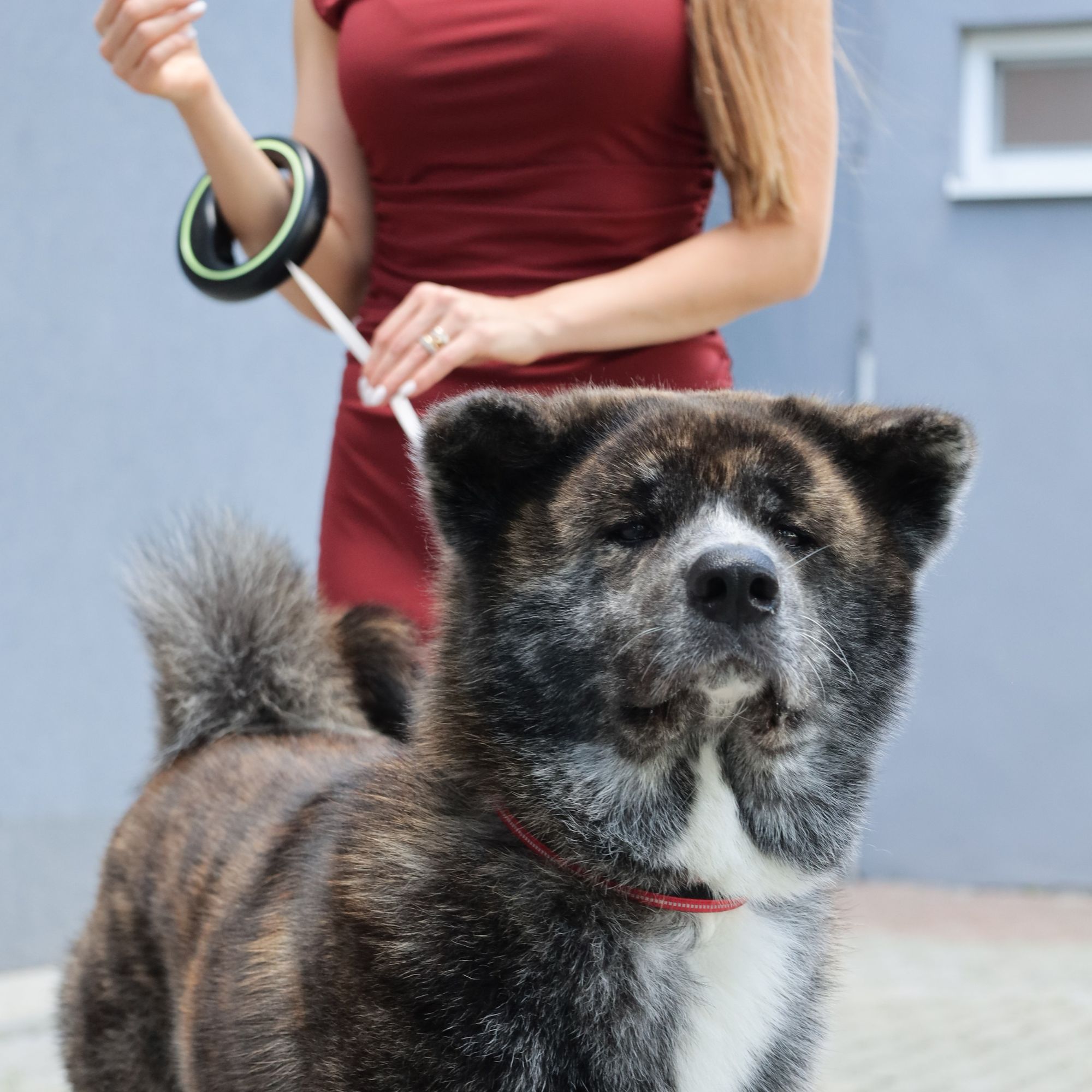 Veľké plemená psov: Prehľad, starostlivosť a tipy na výber správneho spoločníka