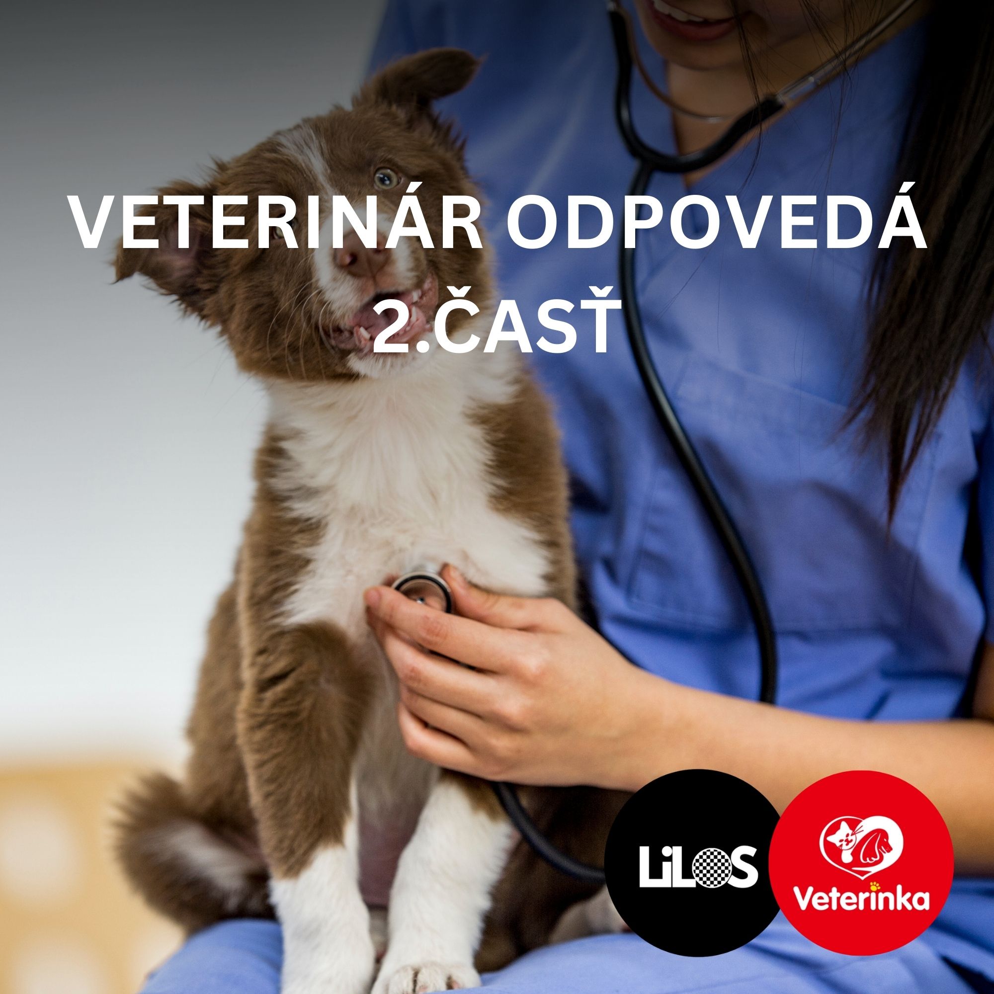 Veterinár odpovedá: Najčastejšie otázky majiteľov psov (2. časť)