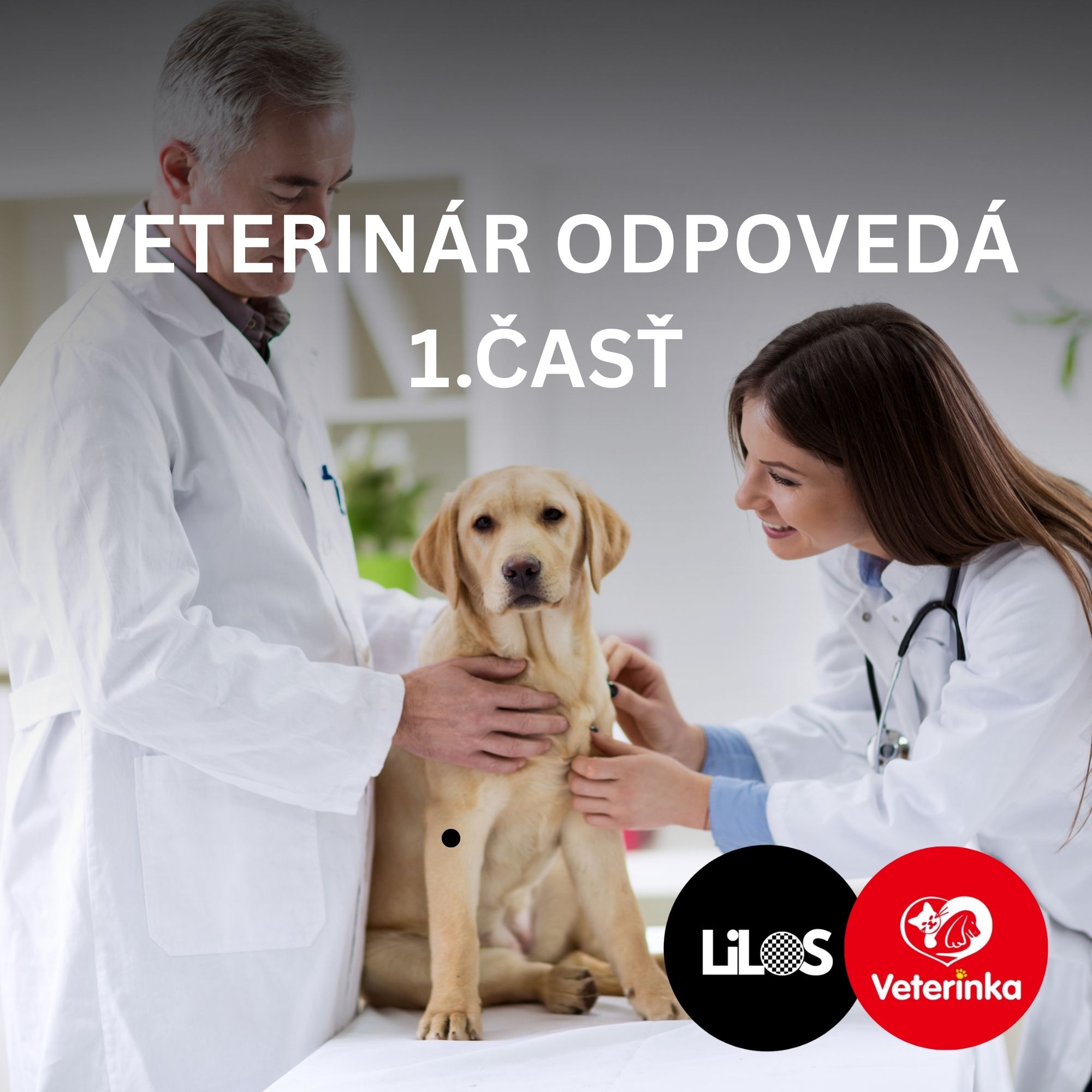 Veterinár odpovedá: Najčastejšie otázky majiteľov psov (1. časť)
