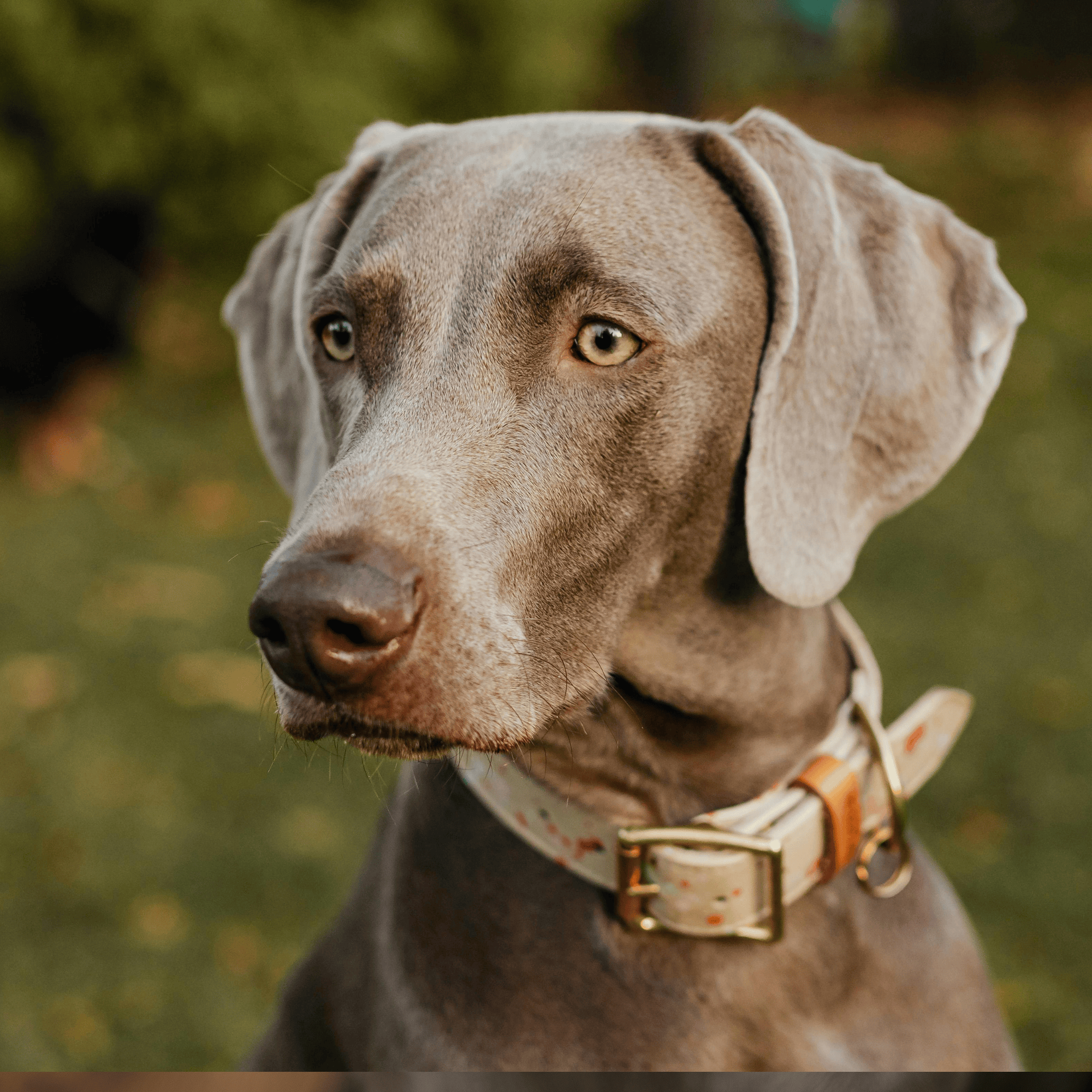 Weimarský stavač: Kompletný sprievodca plemenom, povahou a starostlivosťou