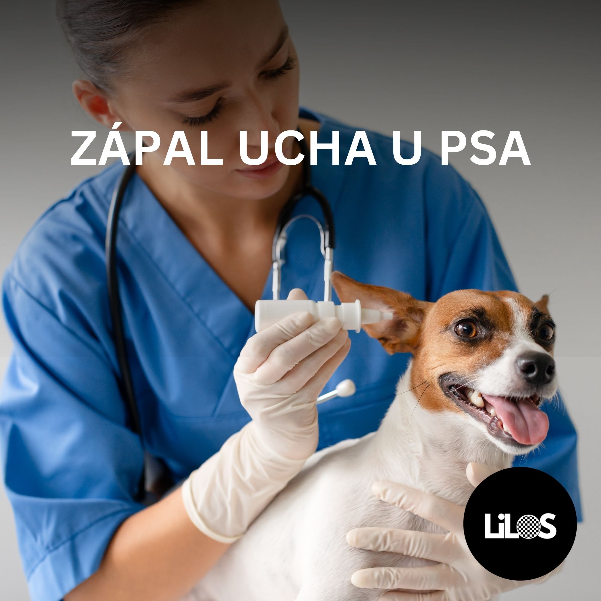 Zápal ucha u psa: Príznaky, liečba a prevencia najčastejšieho problému s ušami