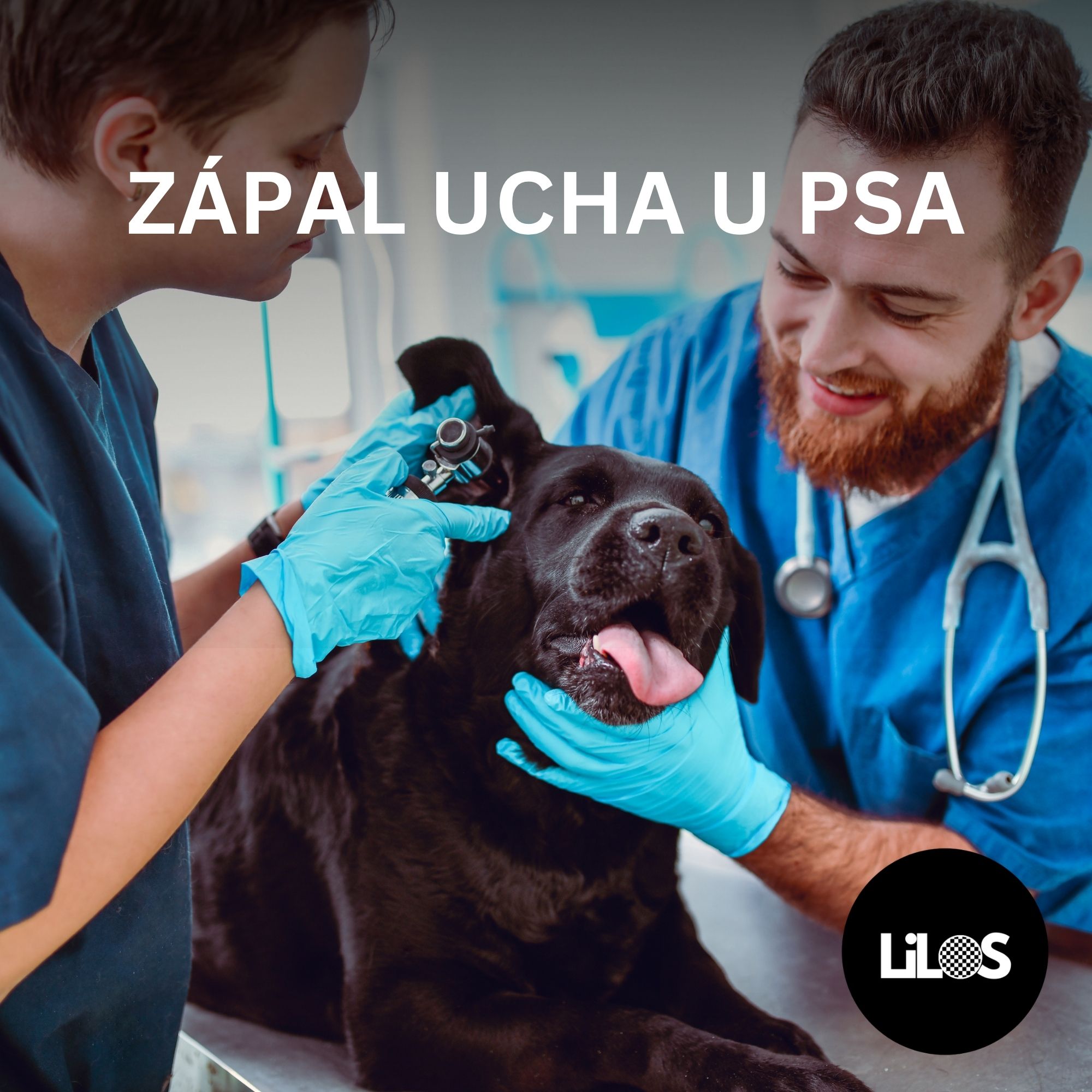 Prečo psovi hnisá ucho? Zápal ucha u psa: príznaky, liečba a prevencia