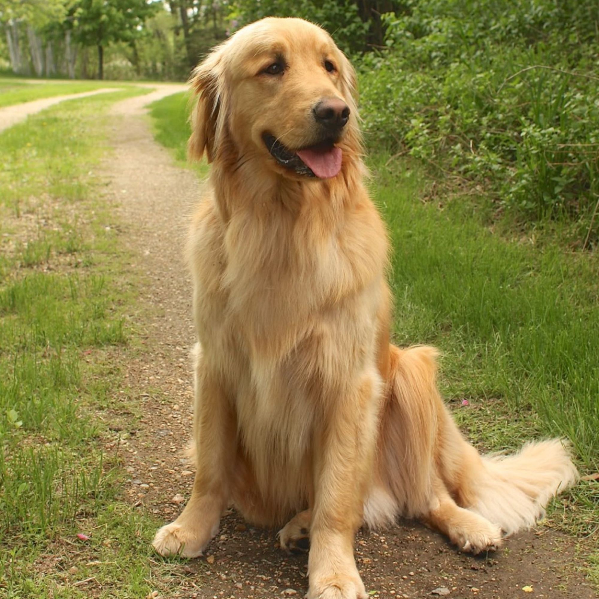 Zlatý retríver: Kompletný sprievodca plemenom, povahou a starostlivosťou